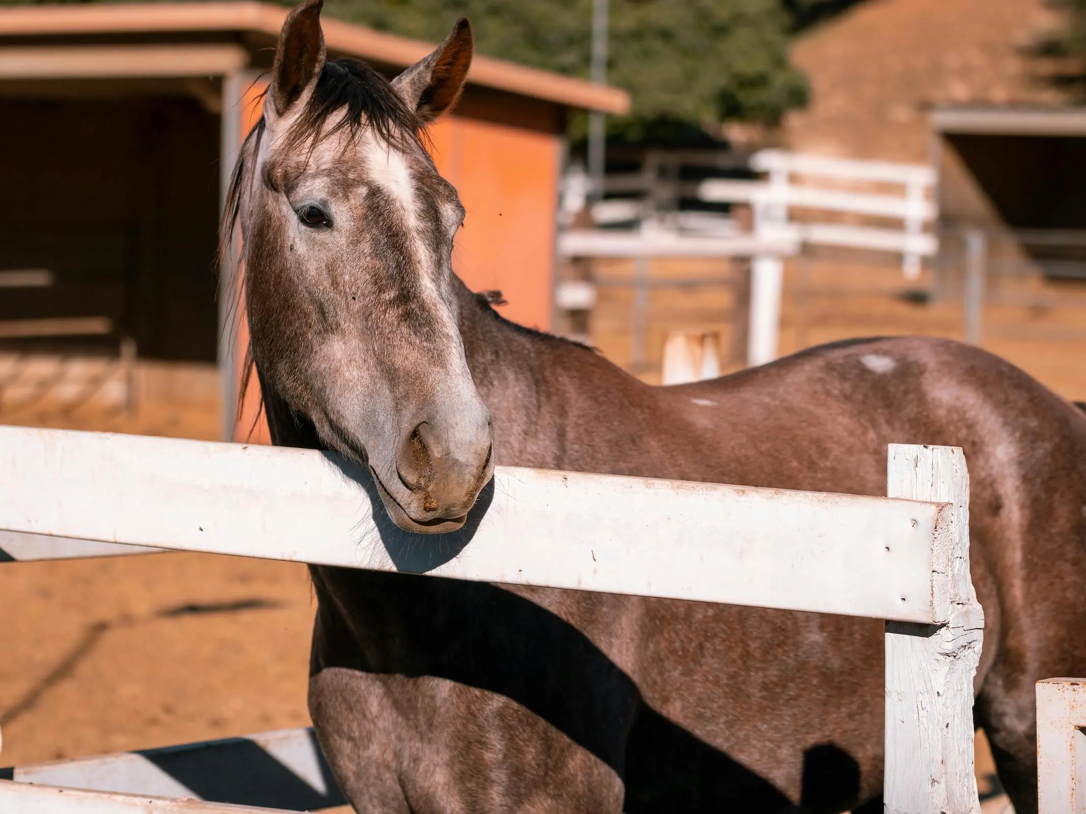 Grey horse with chubari marks