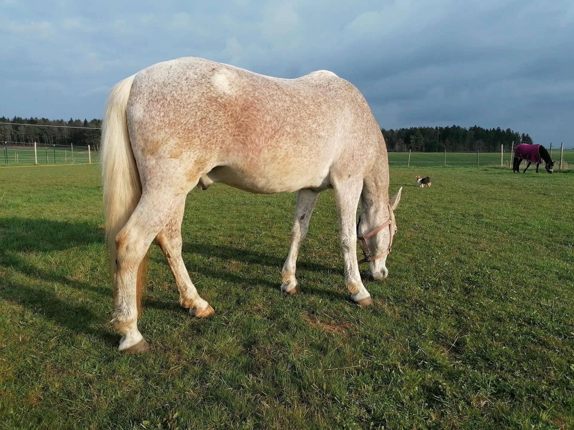 Grey horse with chubari marks