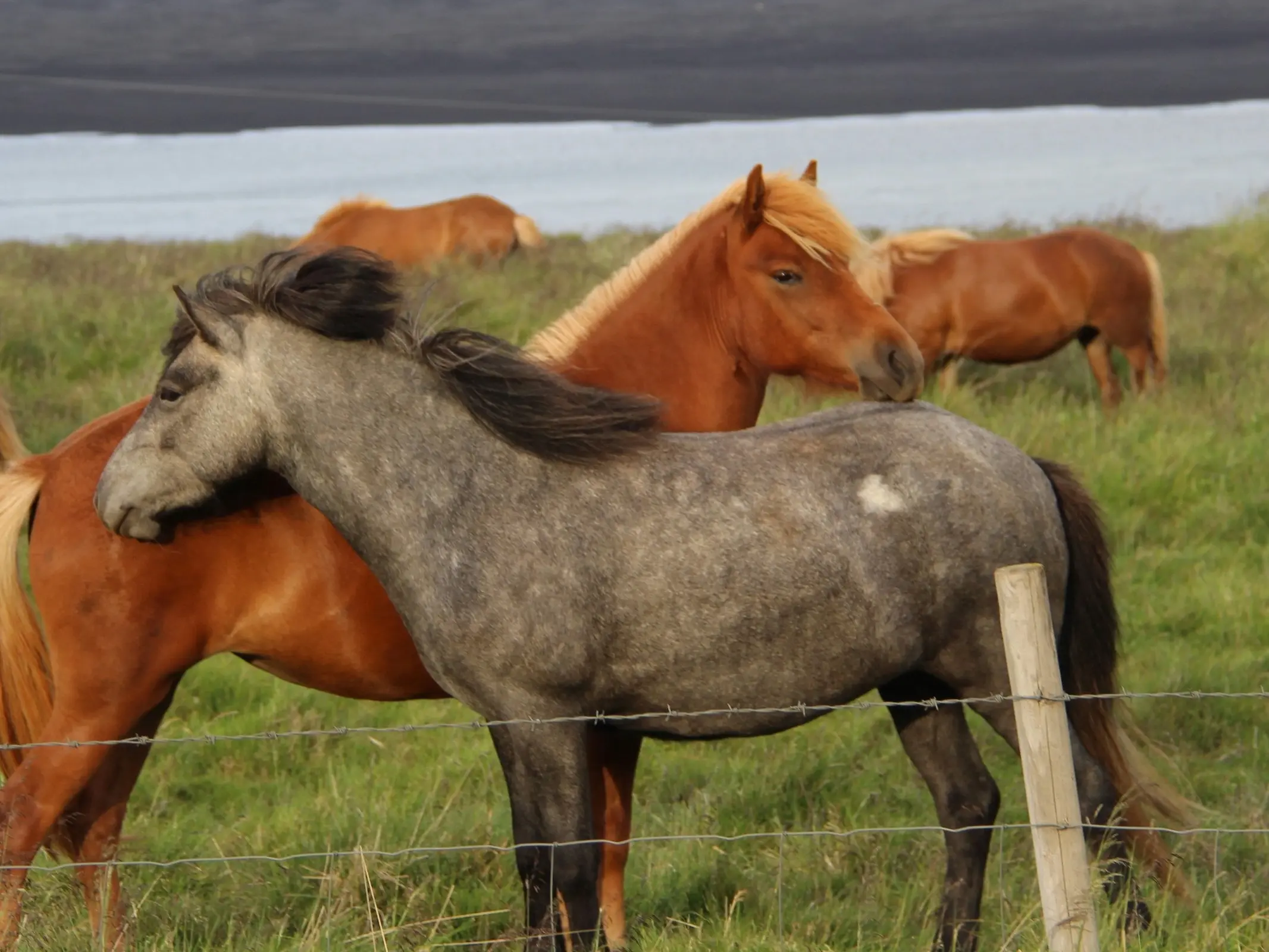 Grey horse with chubari marks