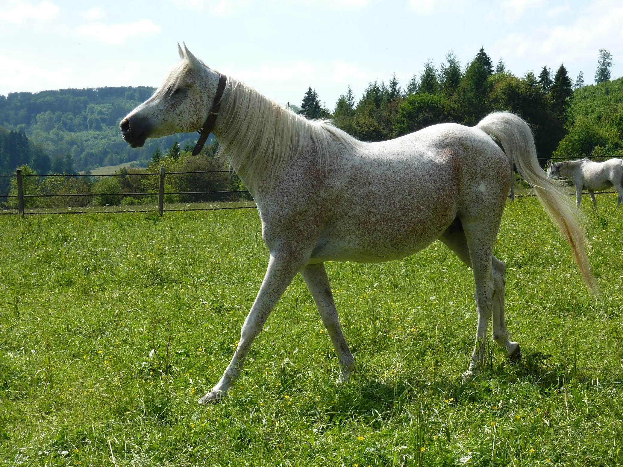 Grey horse with chubari marks