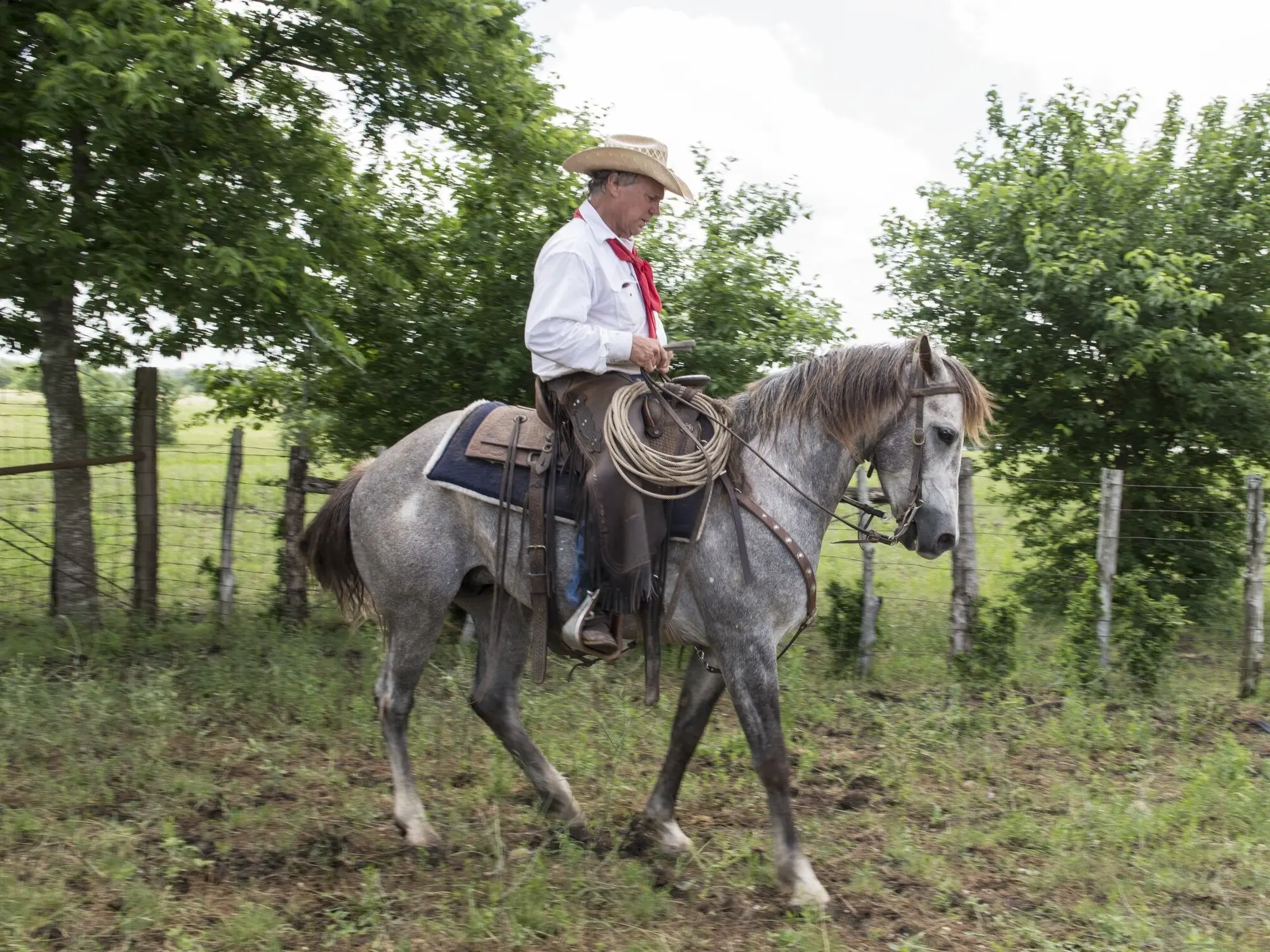 Grey horse with chubari marks