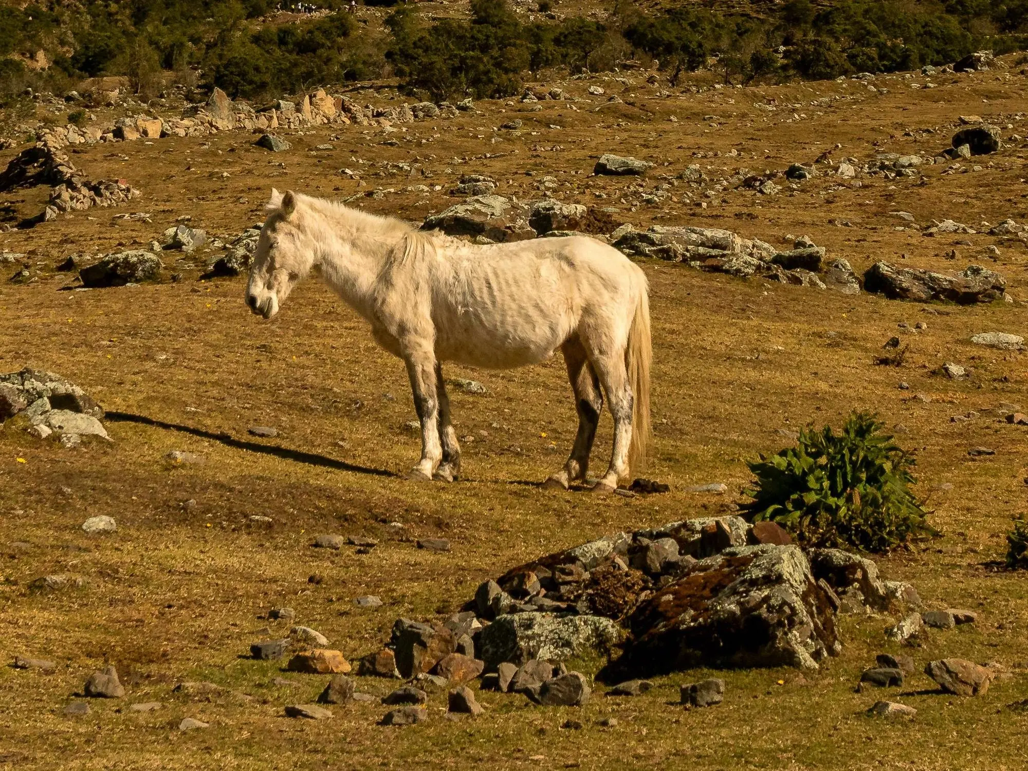 Chumbivilcas Horse