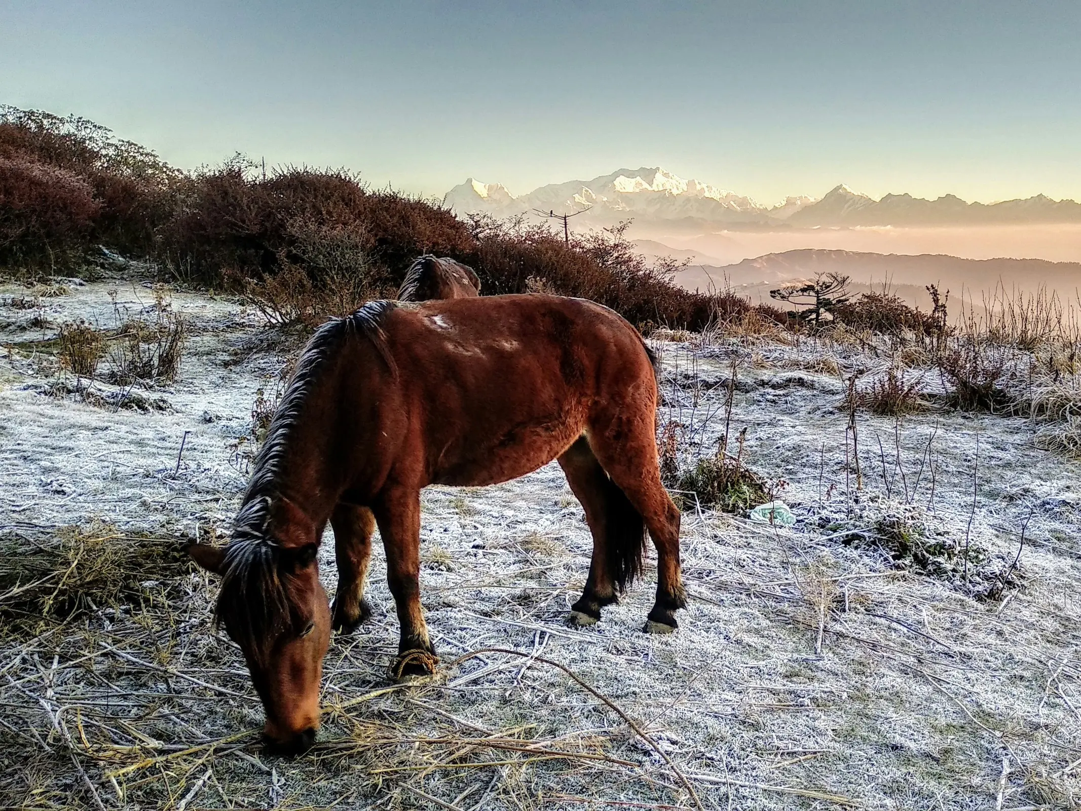 Chyanta Pony