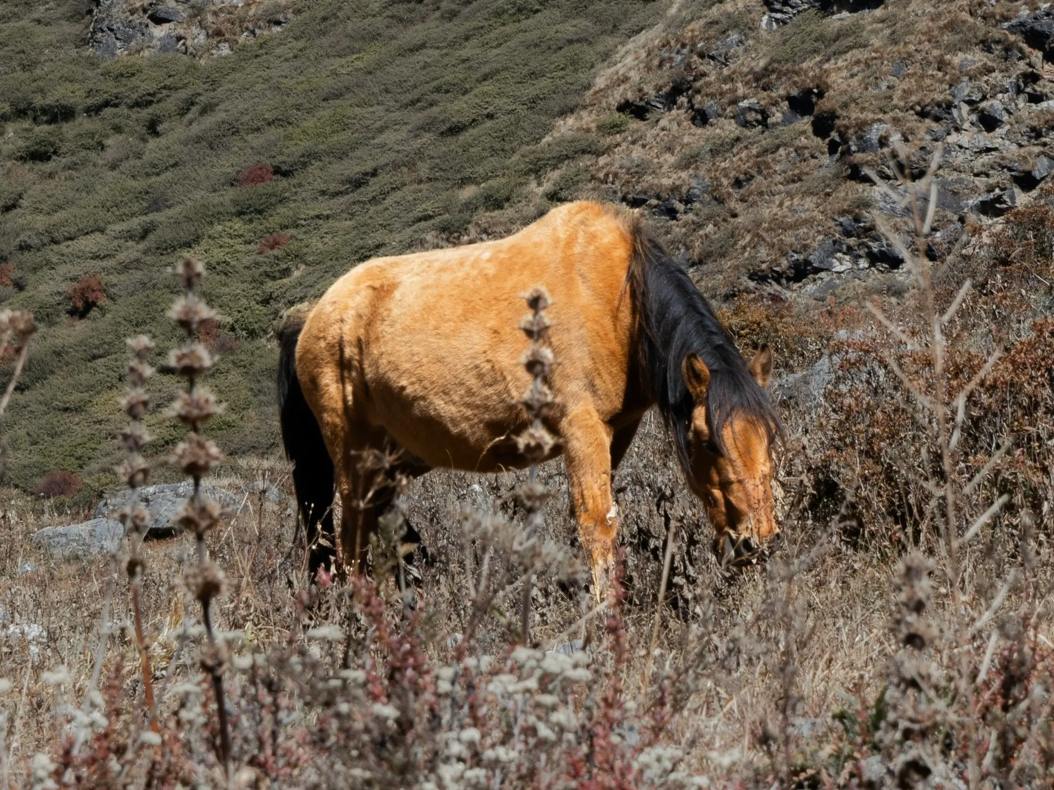 Chyanta Pony