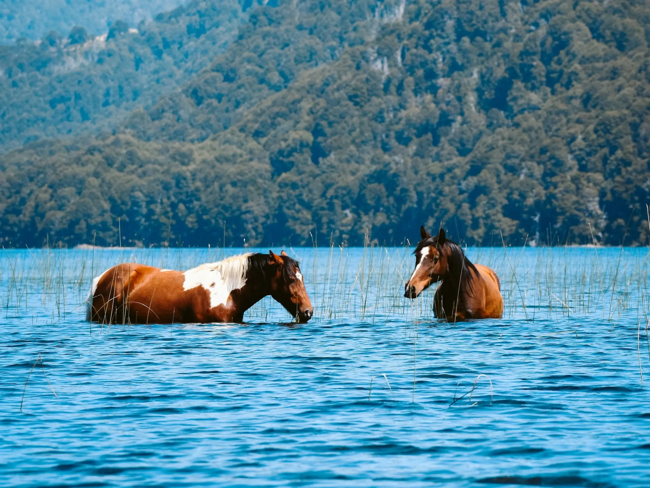 Cimarron Horse