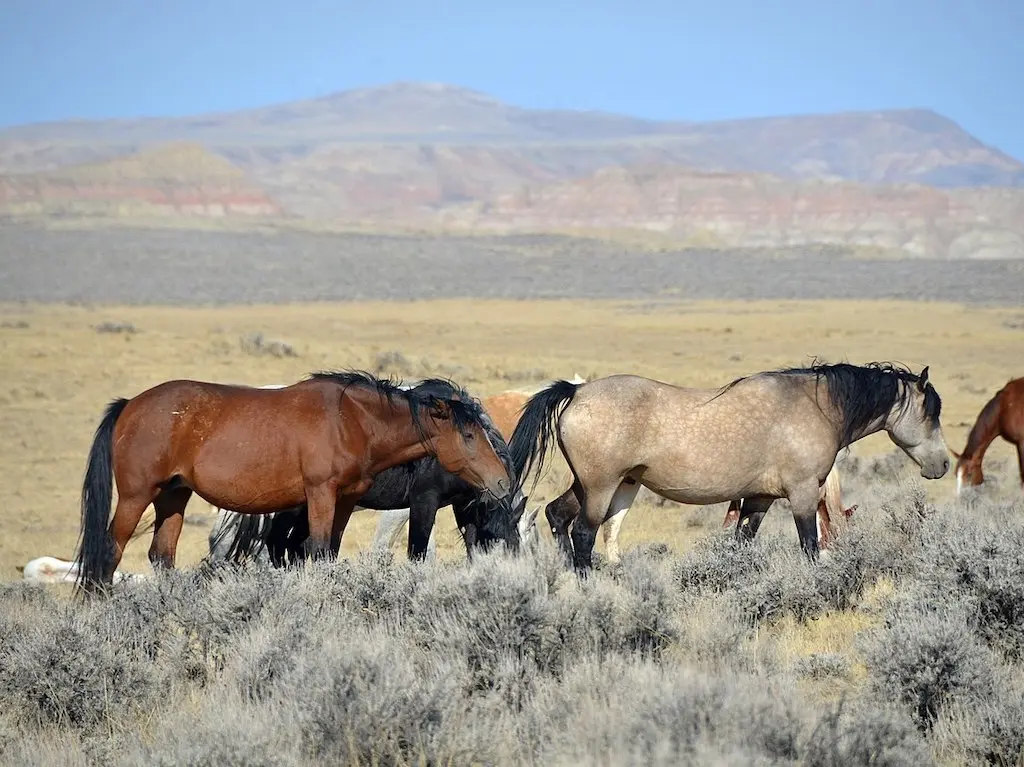 Cimarron Horse