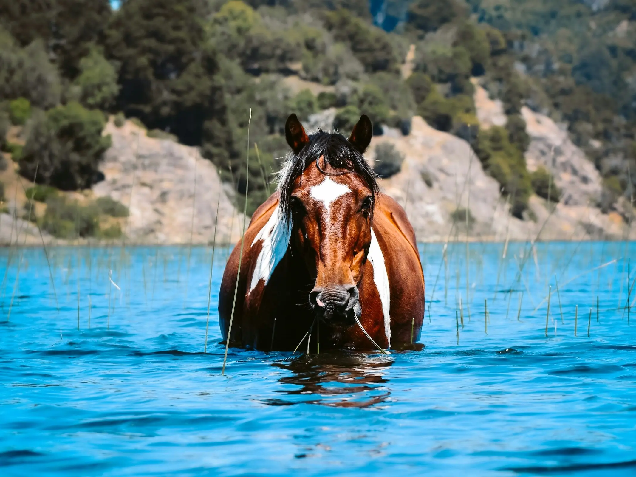 Cimarron Horse