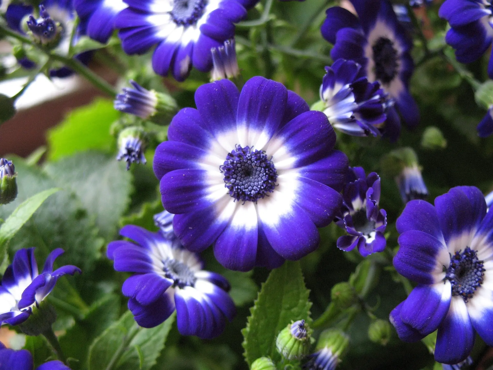 Cineraria