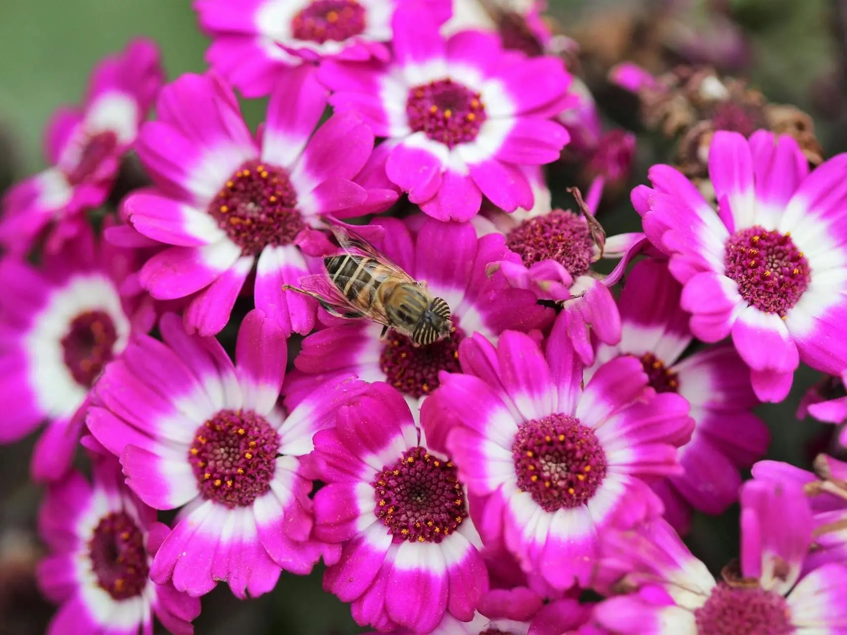 Cineraria