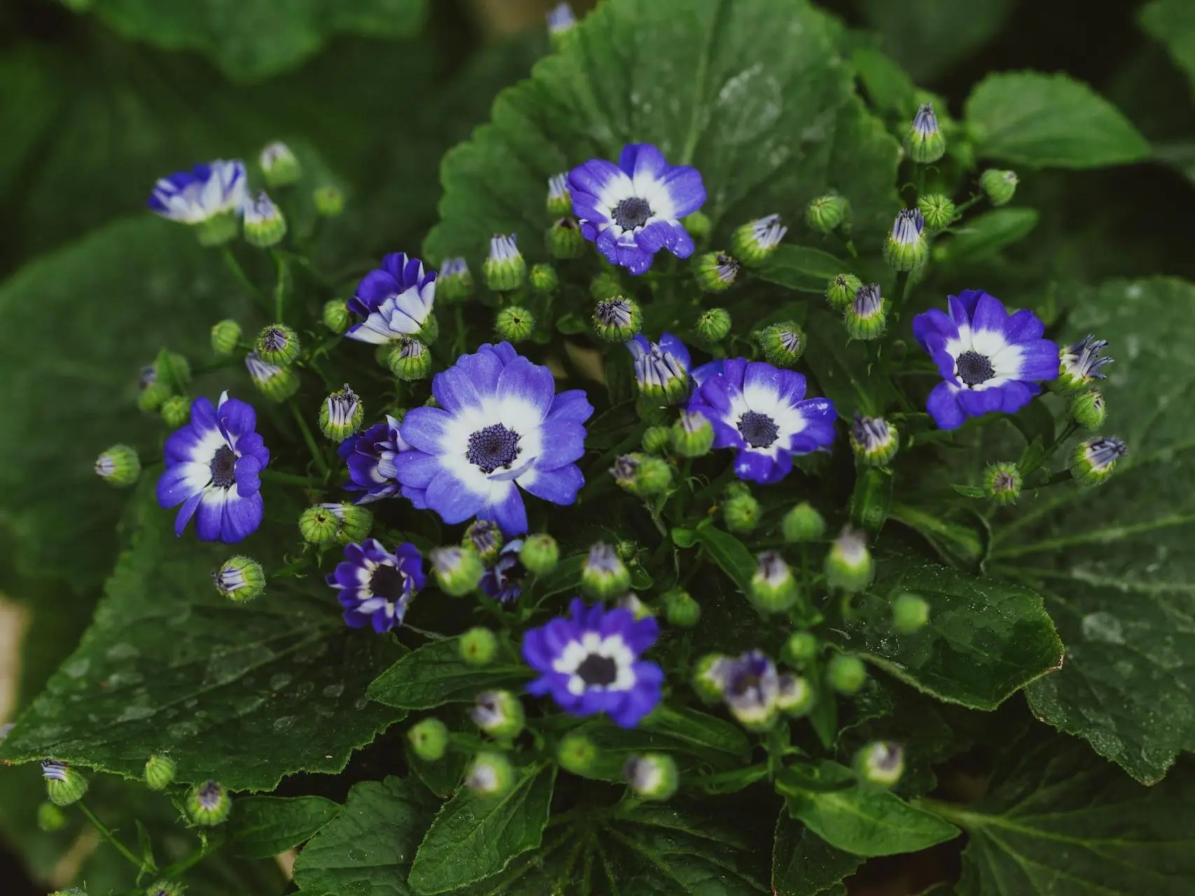 Cineraria