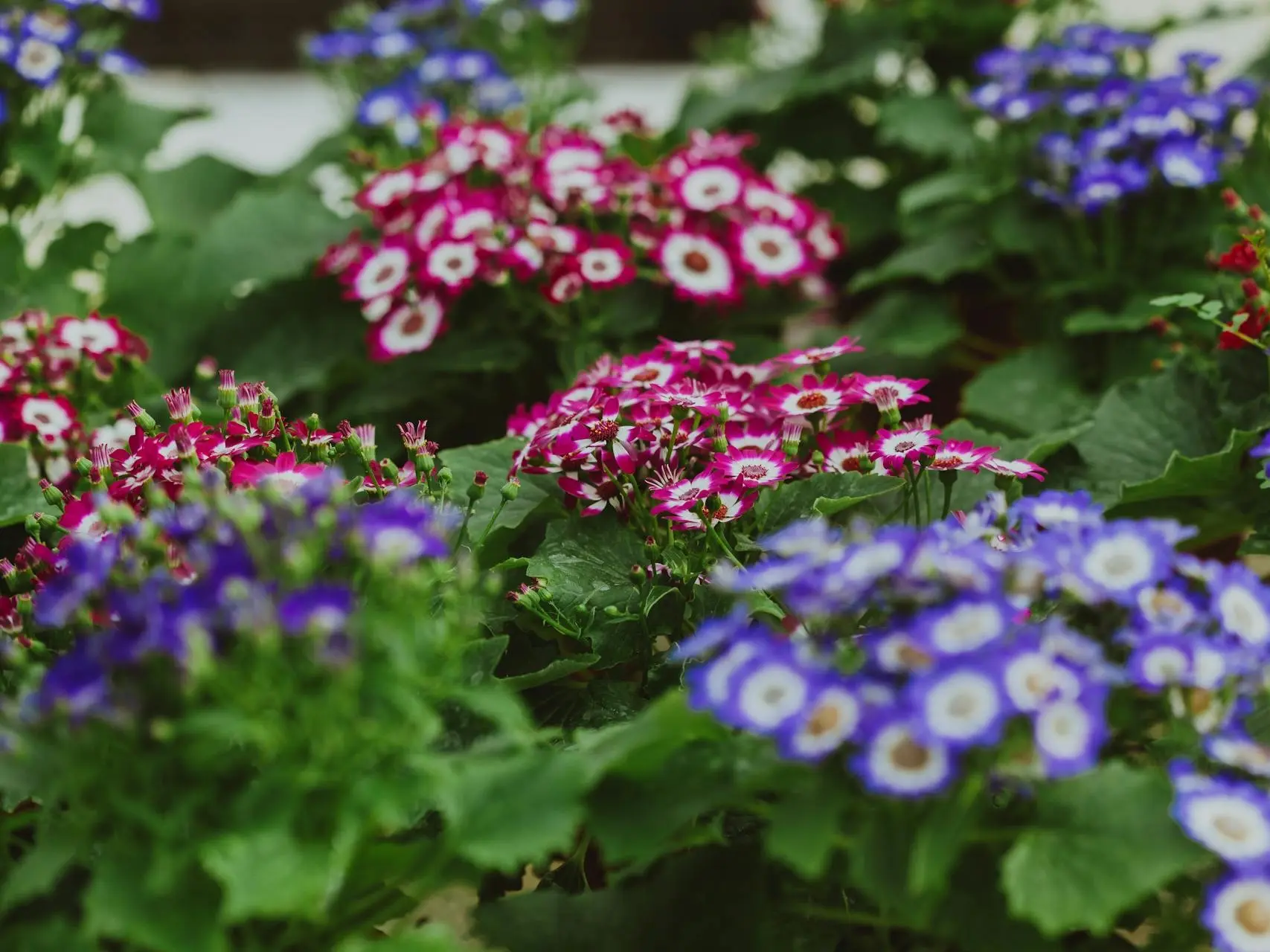 Cineraria