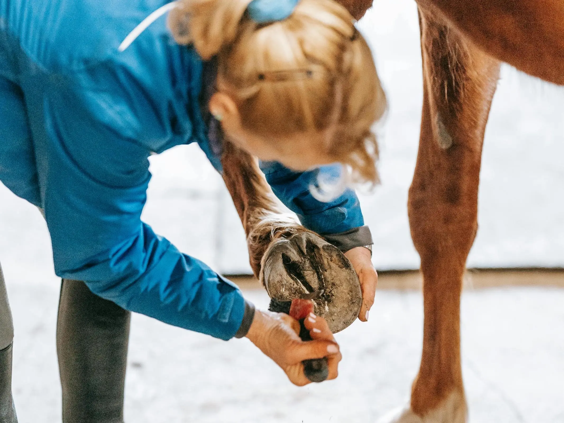 Horse hooves