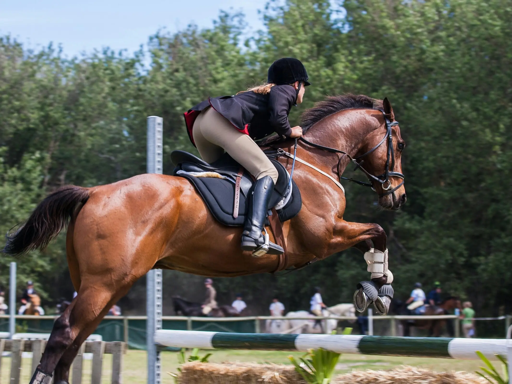 Horse jumping a fence
