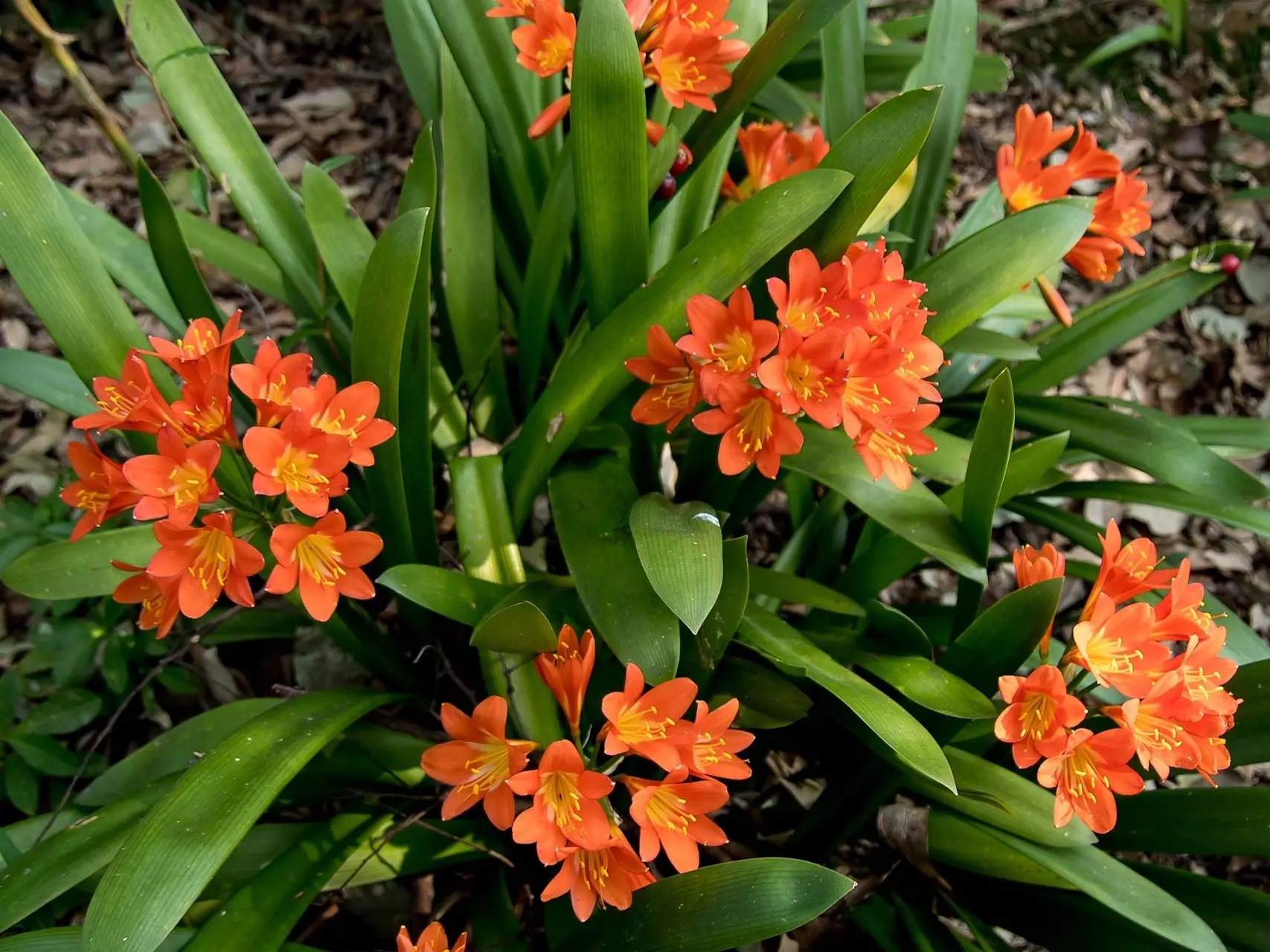 Bush Lily