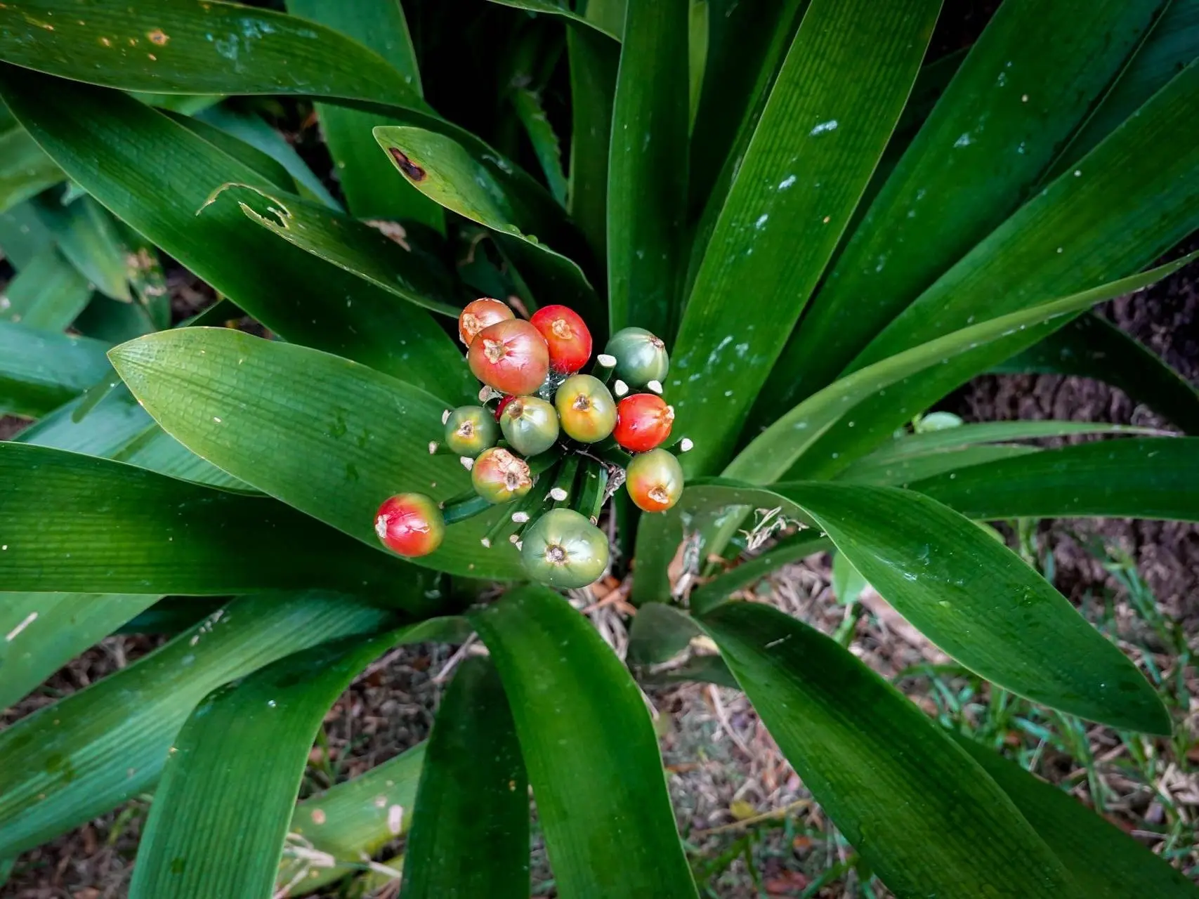 Kafir Lily