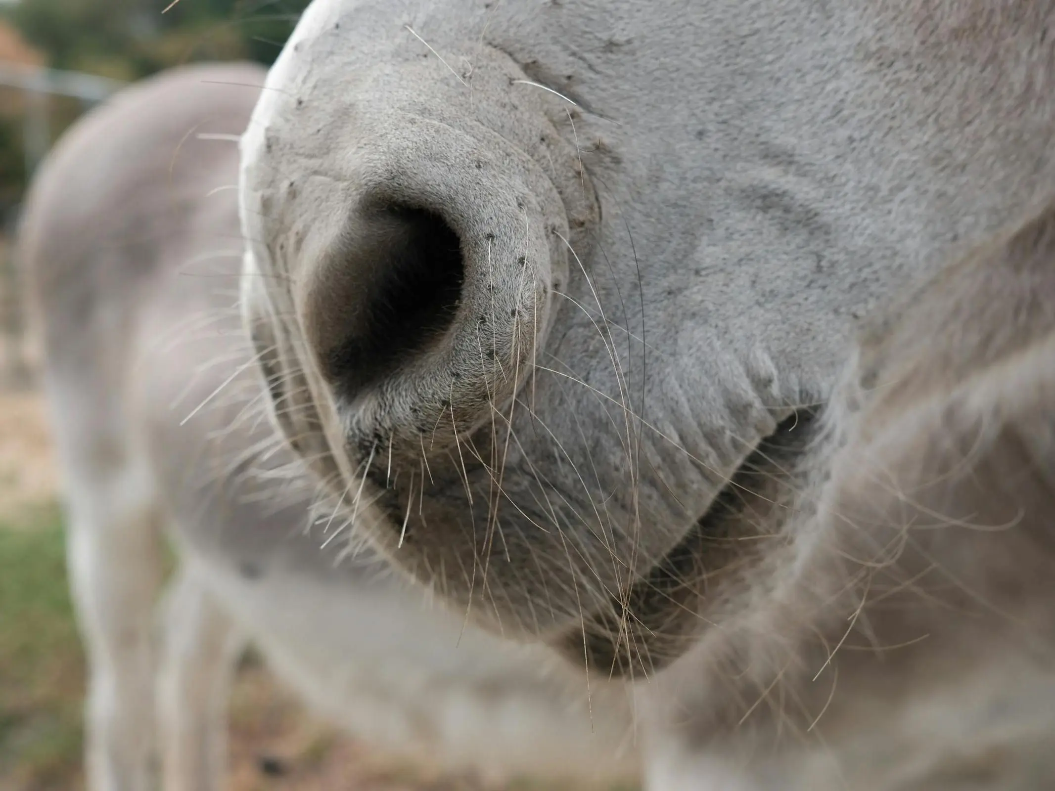 Horse Mouth