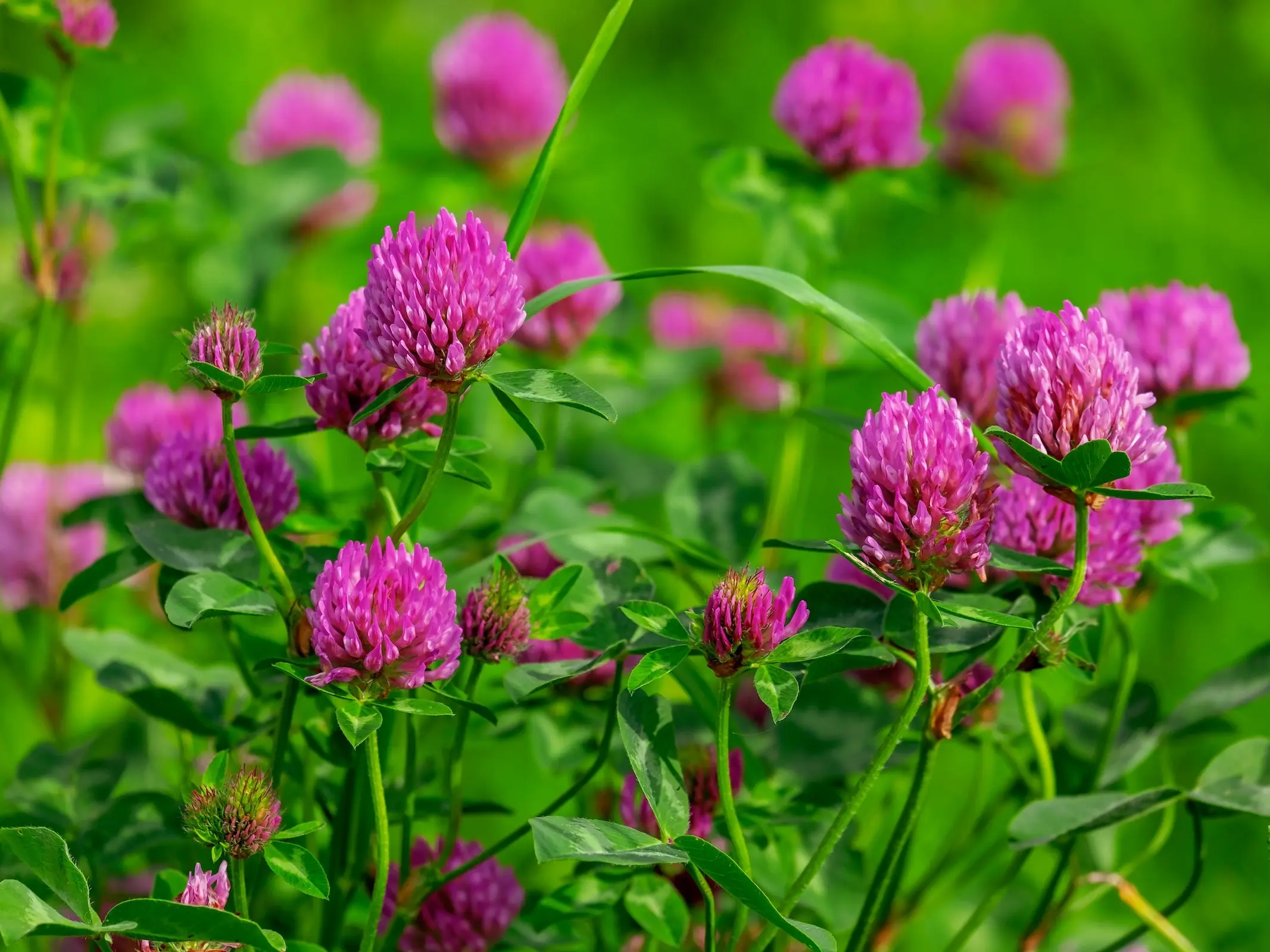 Clover plant