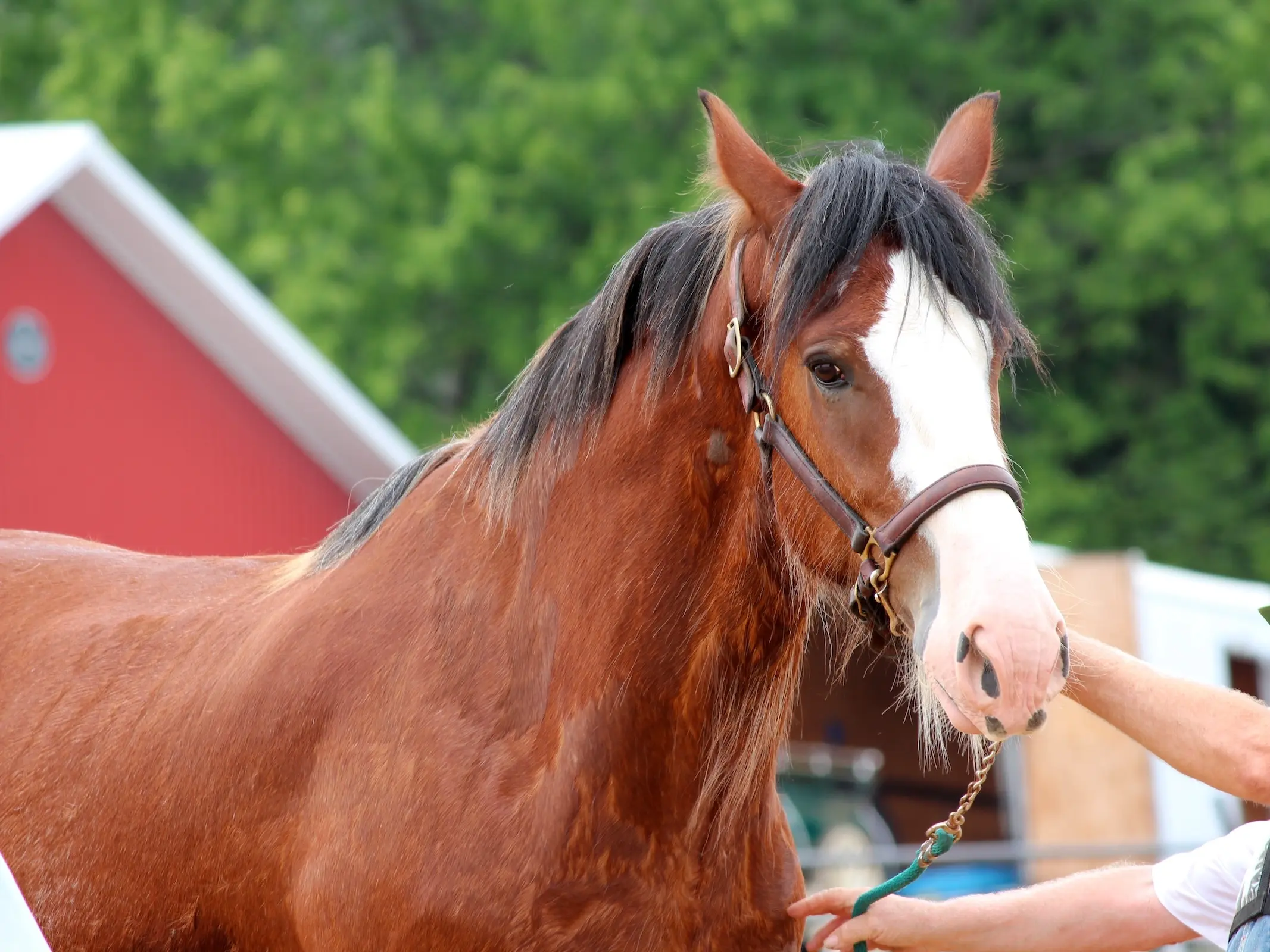 Clydesdale Horse