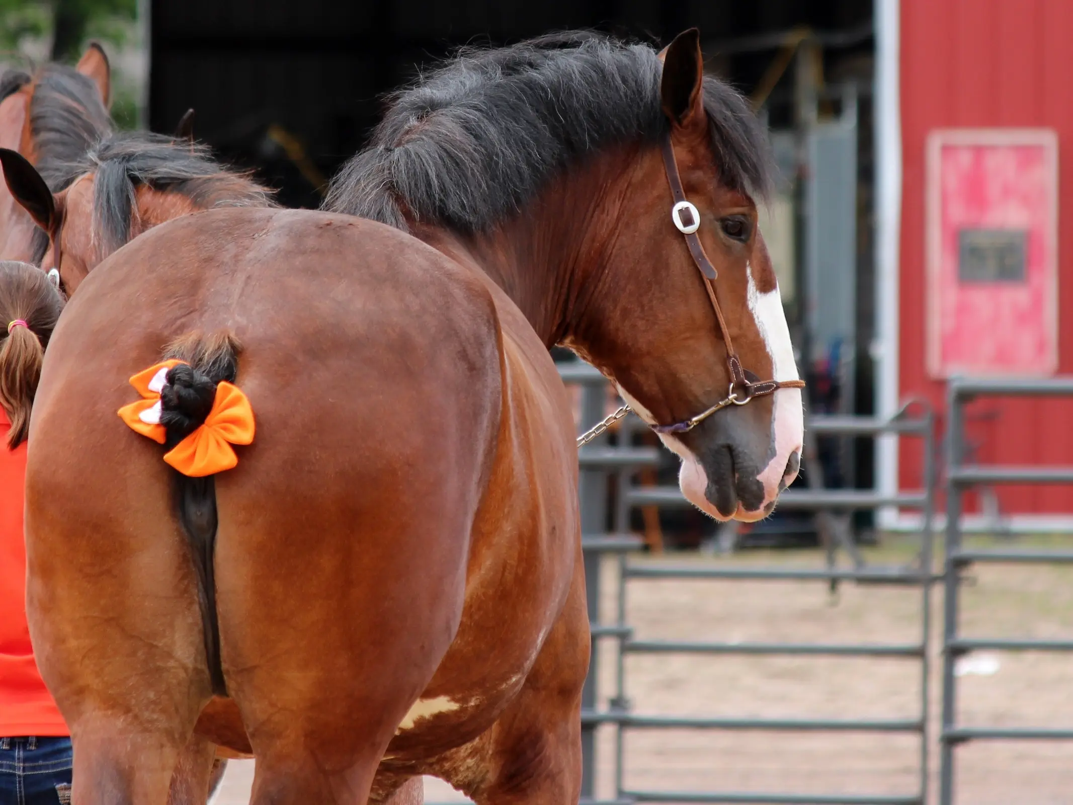 Clydesdale Horse