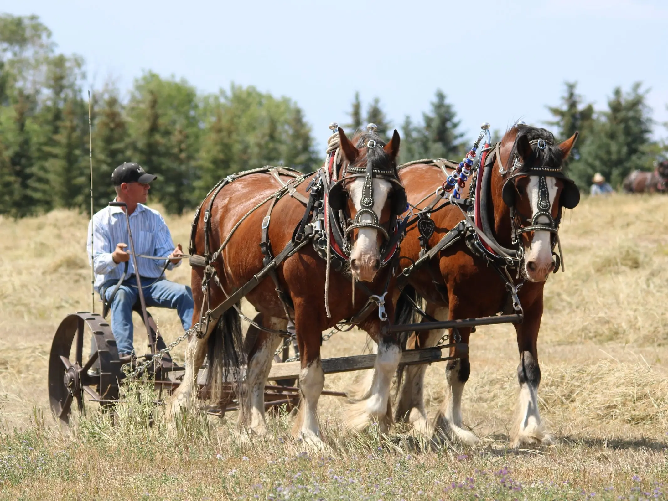 Clydesdale Horse