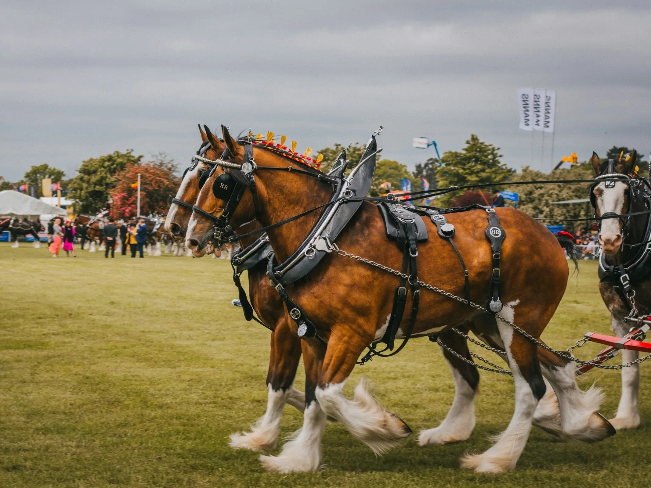 Clydesdale Horse