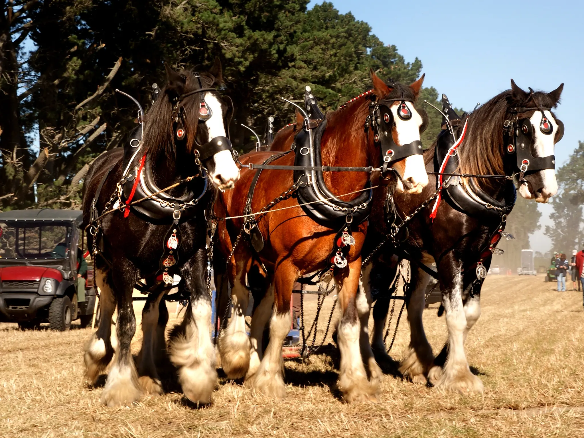 Clydesdale Horse