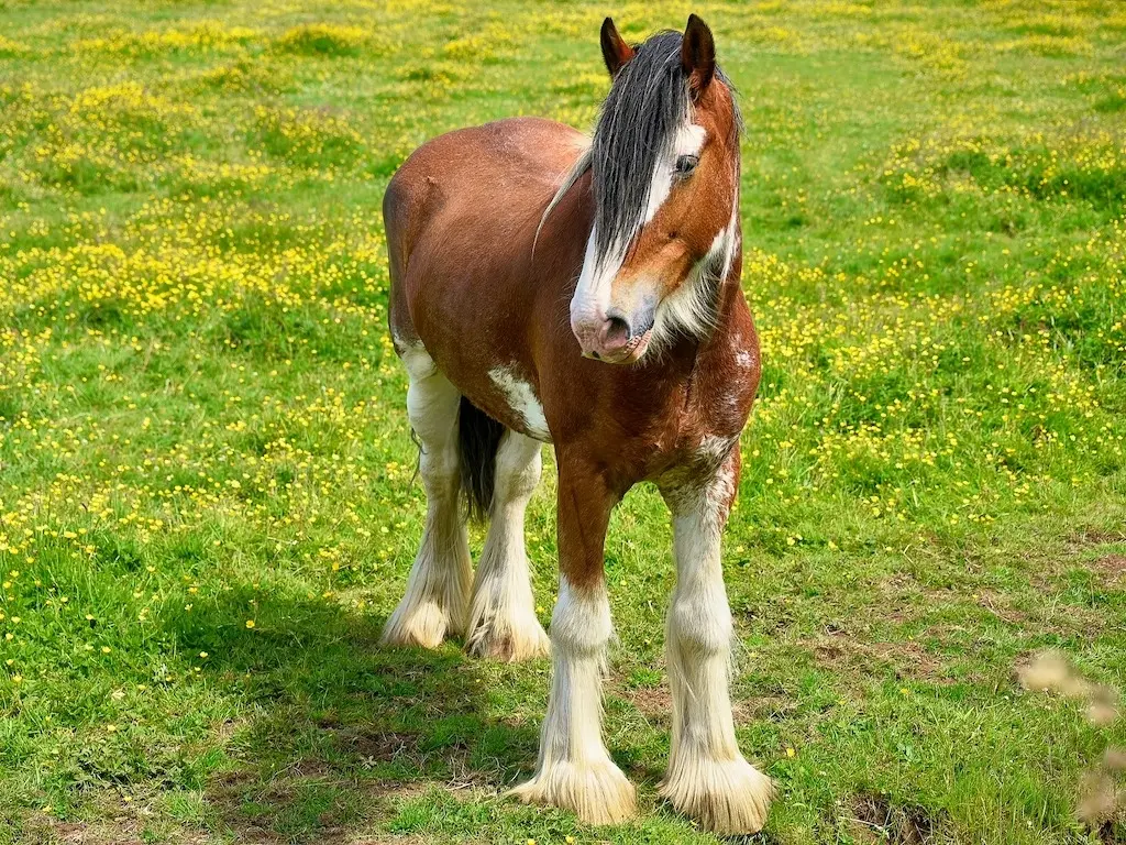 Clydesdale