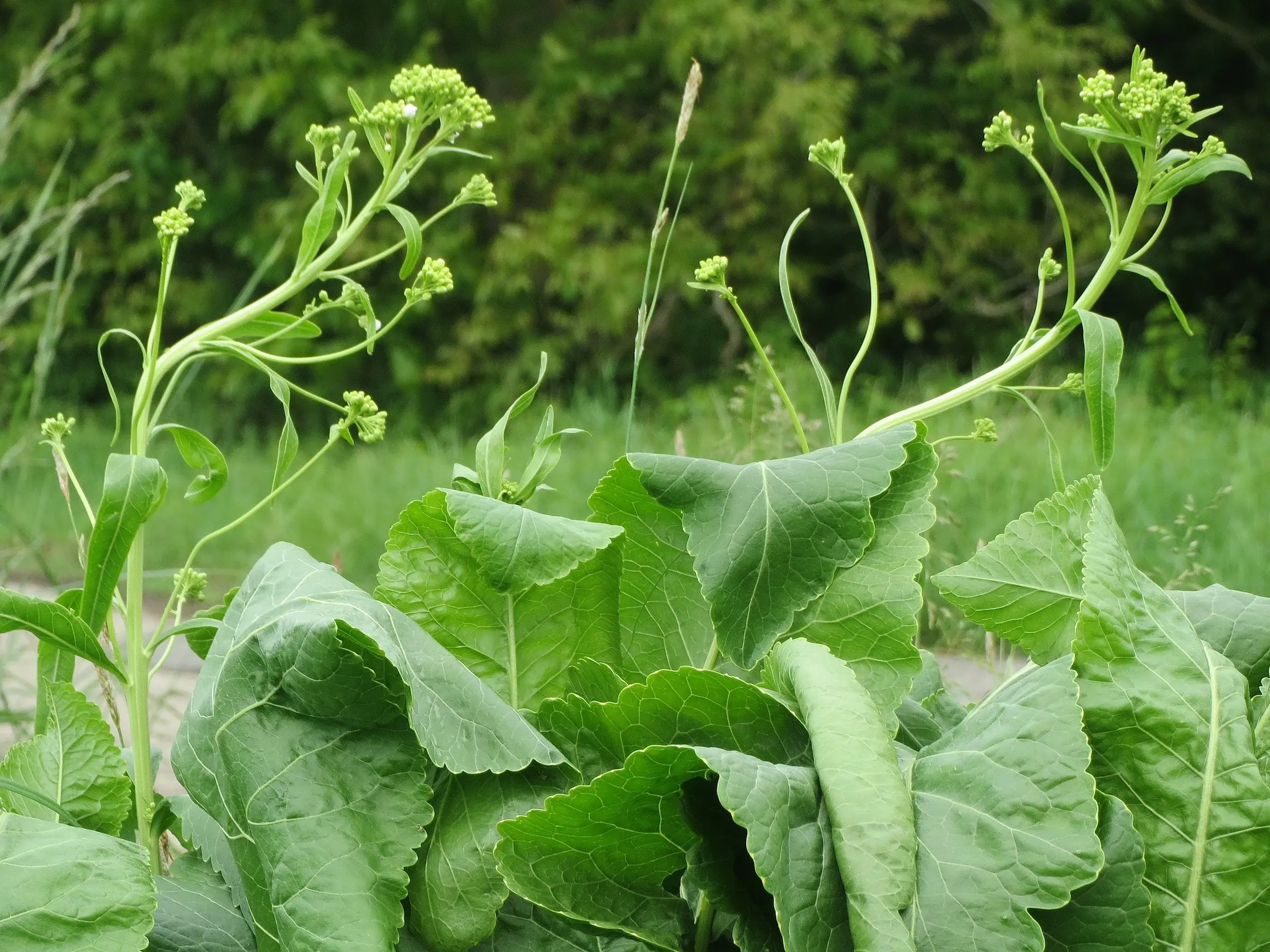 Horseradish