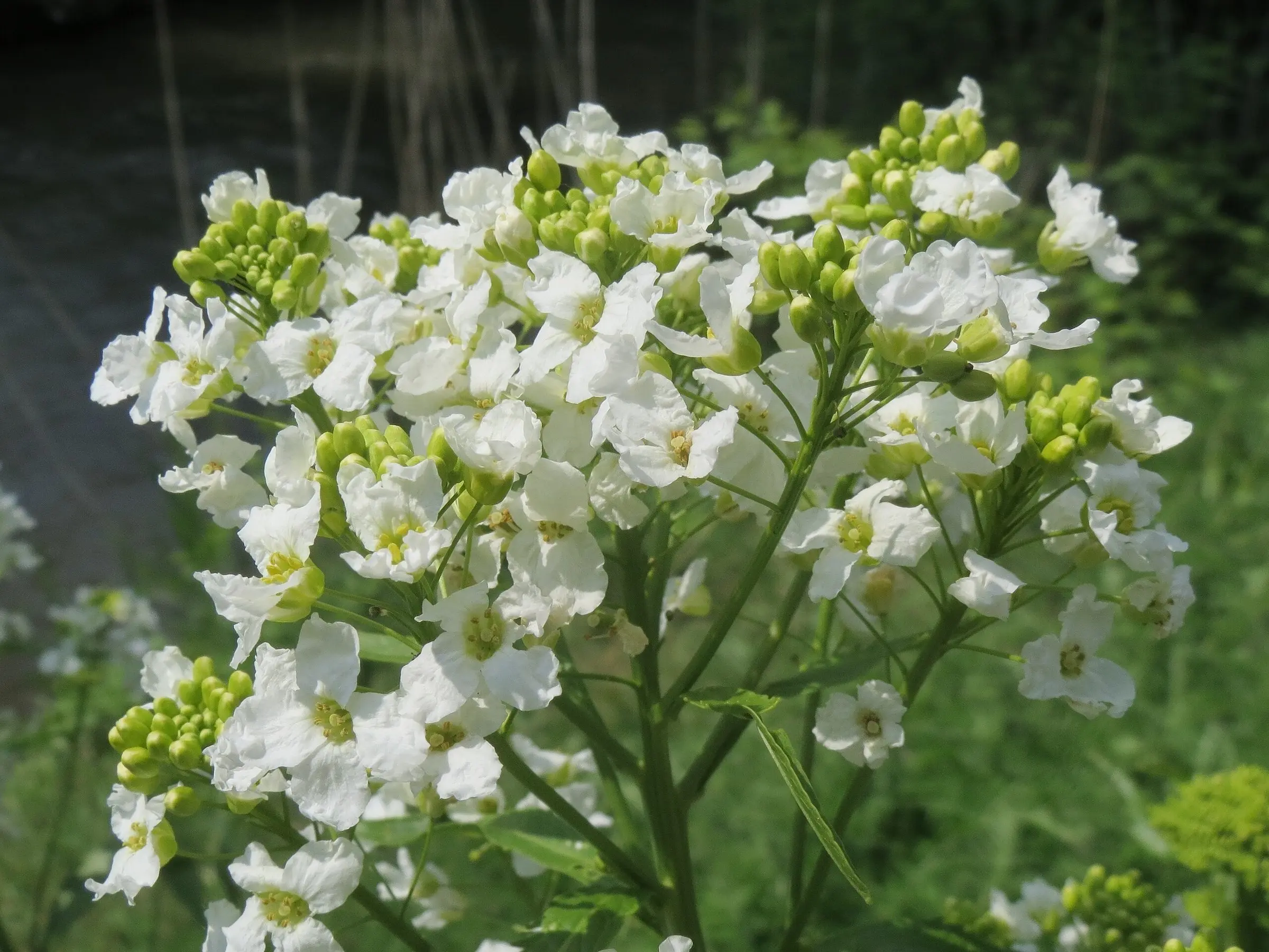 Horseradish