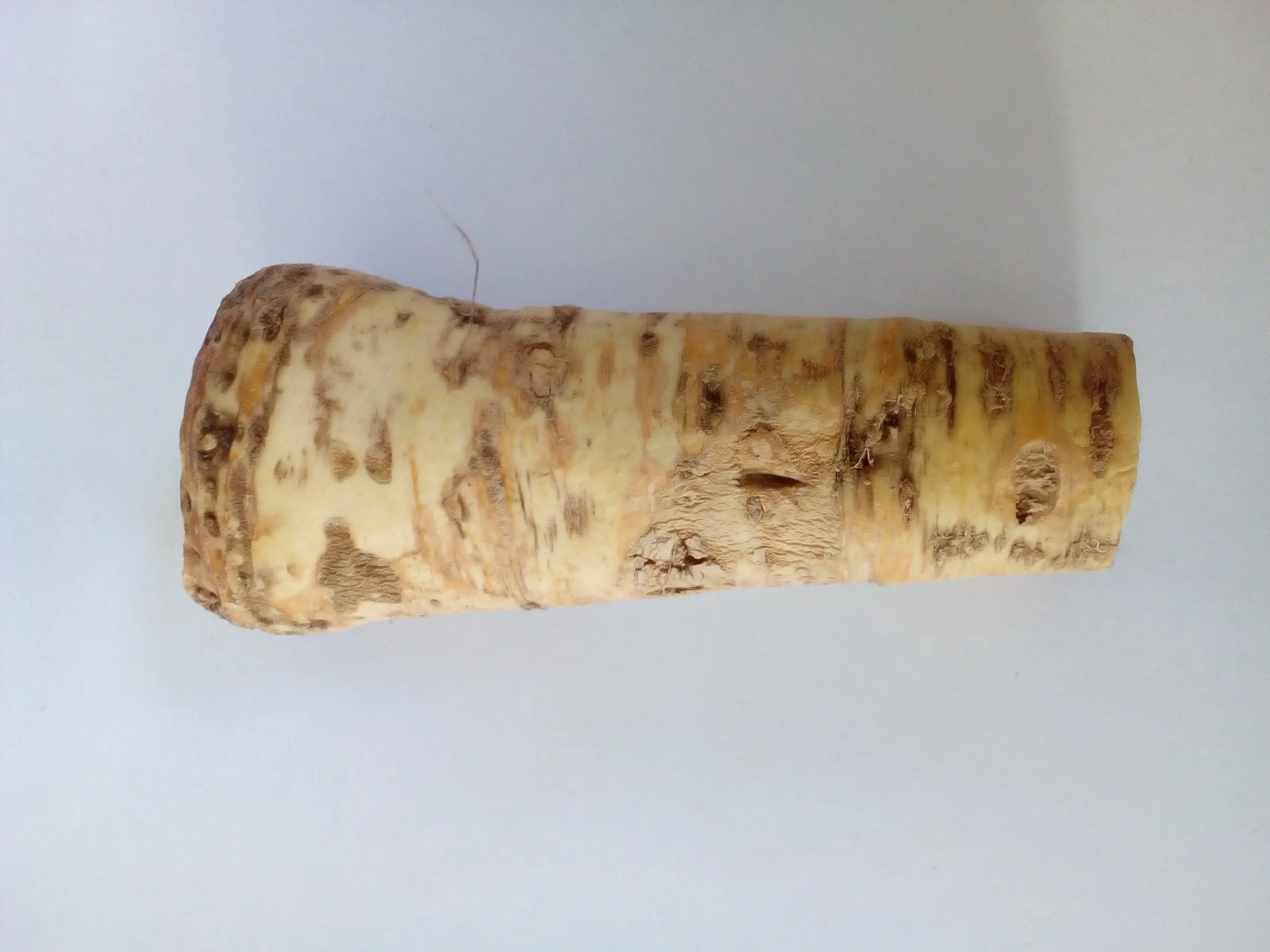 Horseradish