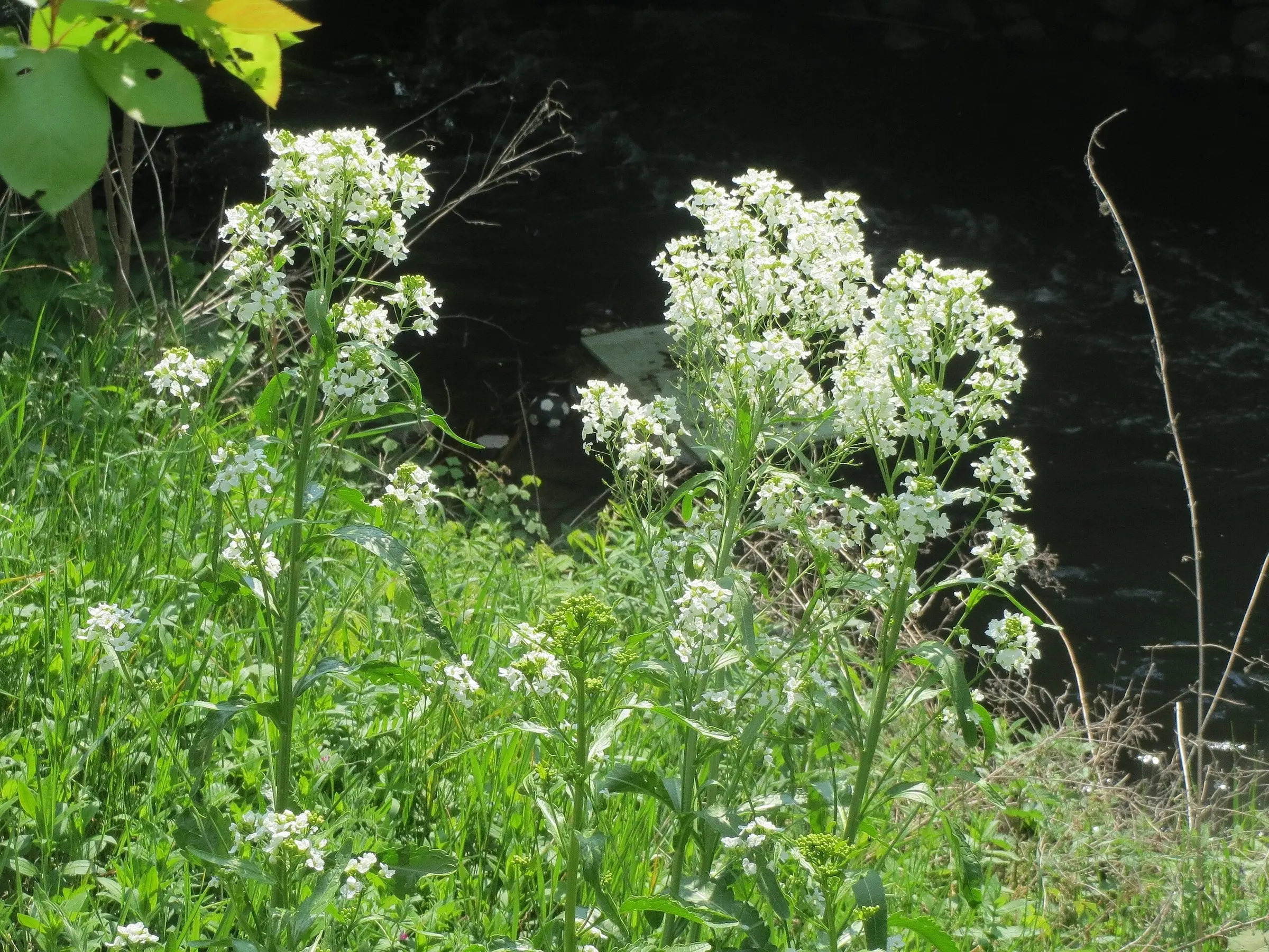 Horseradish