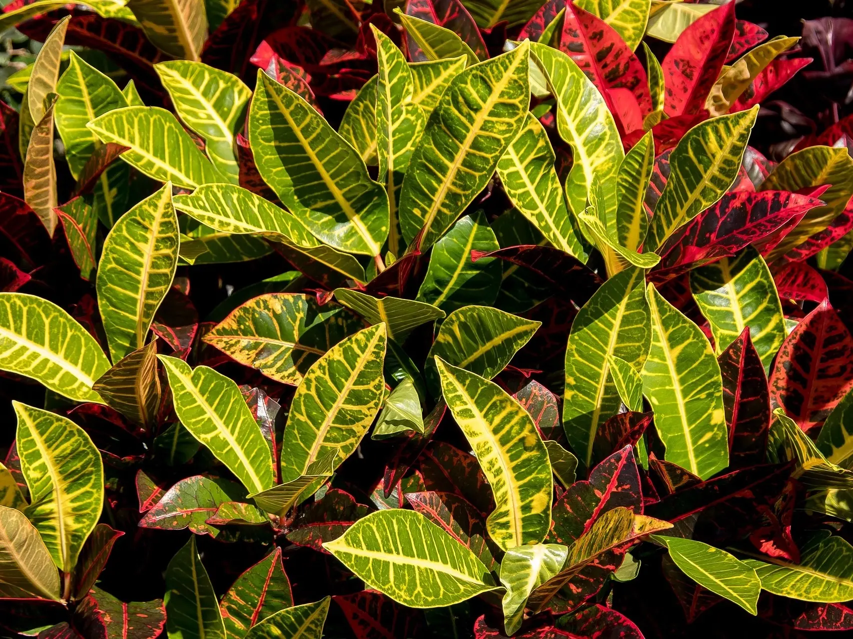 Apple leaf croton