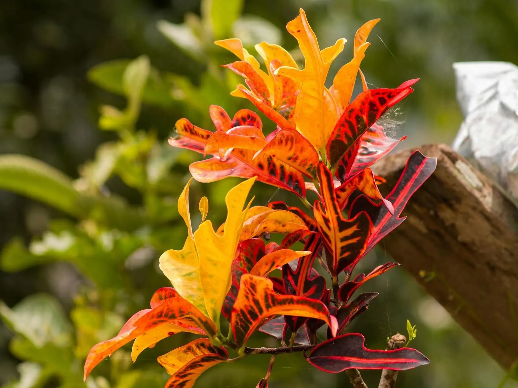 Apple leaf croton