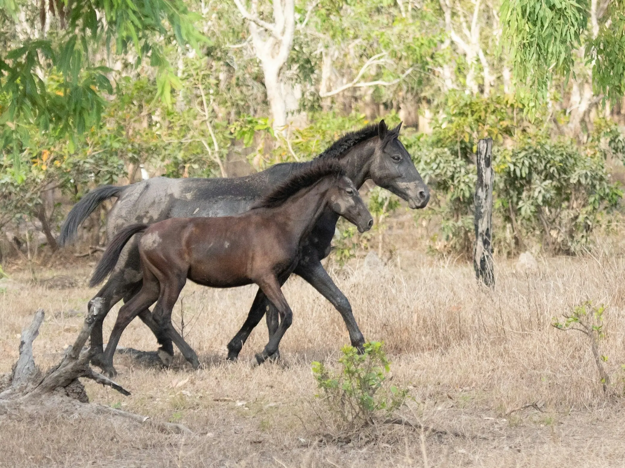 Coffin Bay Pony