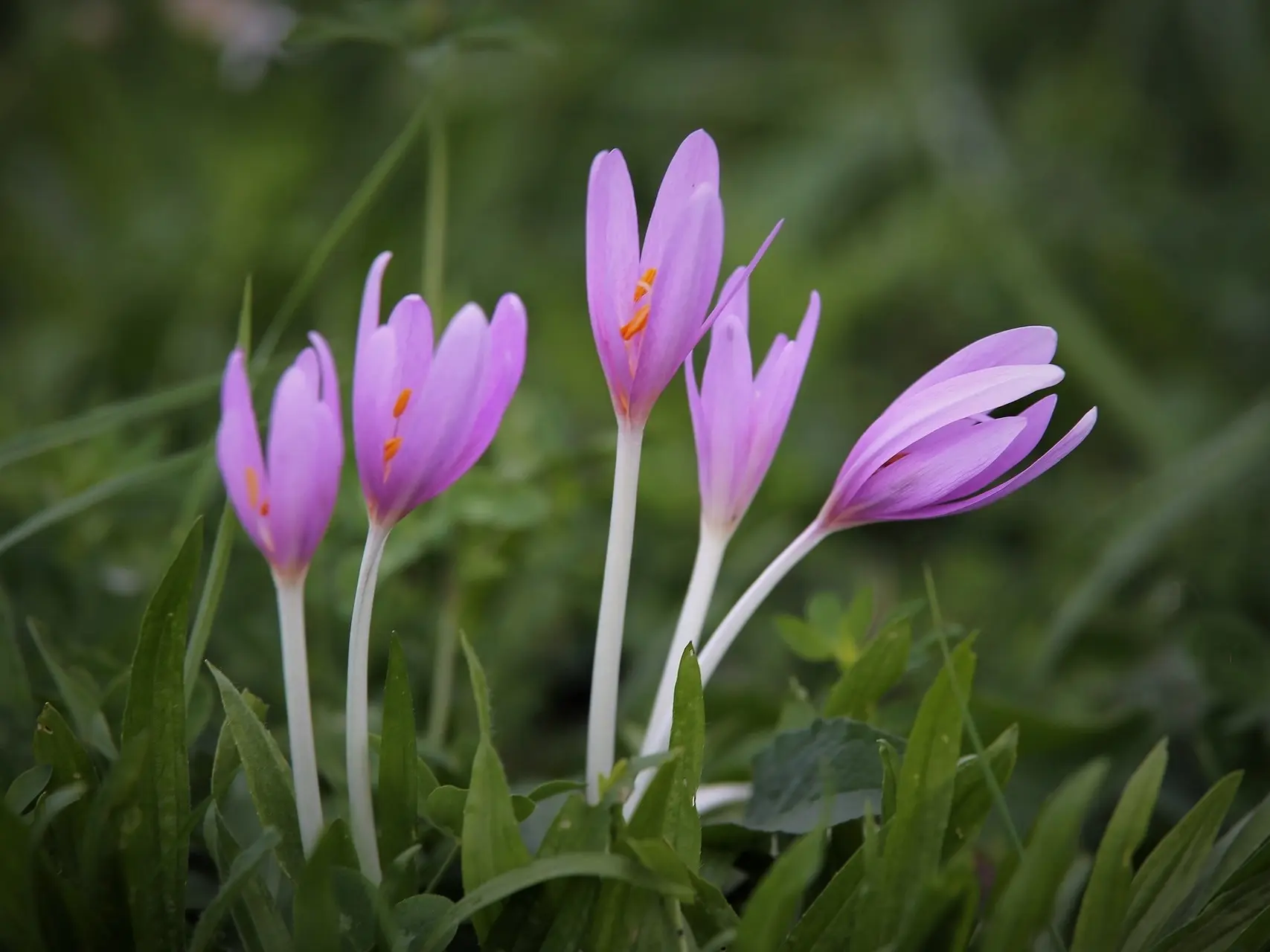 Autumn Crocus