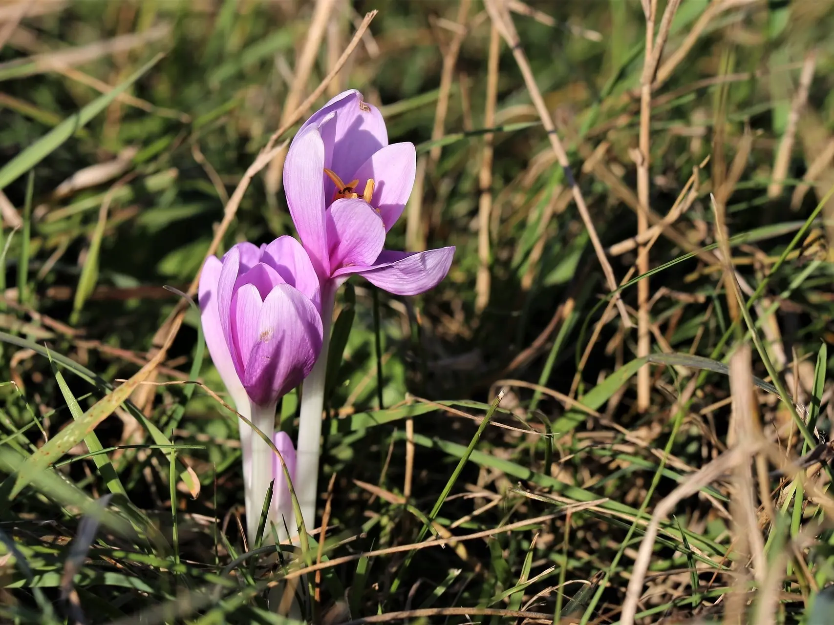 Autumn Crocus