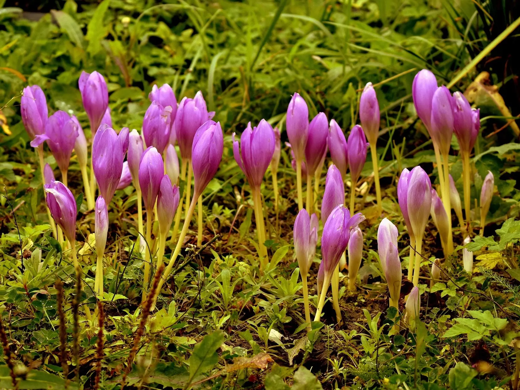 Autumn Crocus