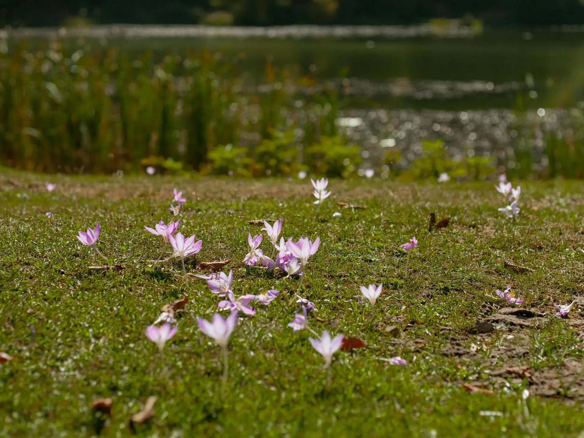 Autumn Crocus