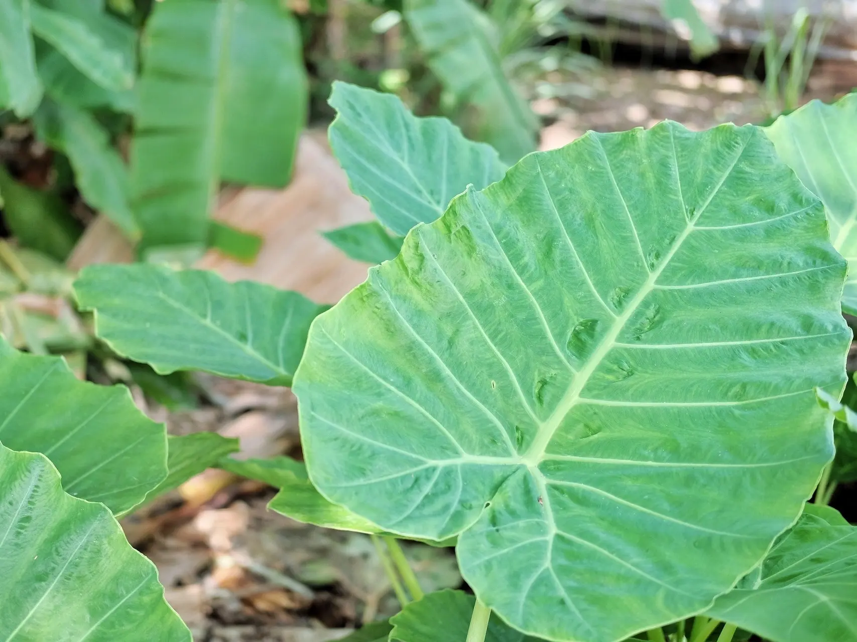 Elephant Ear