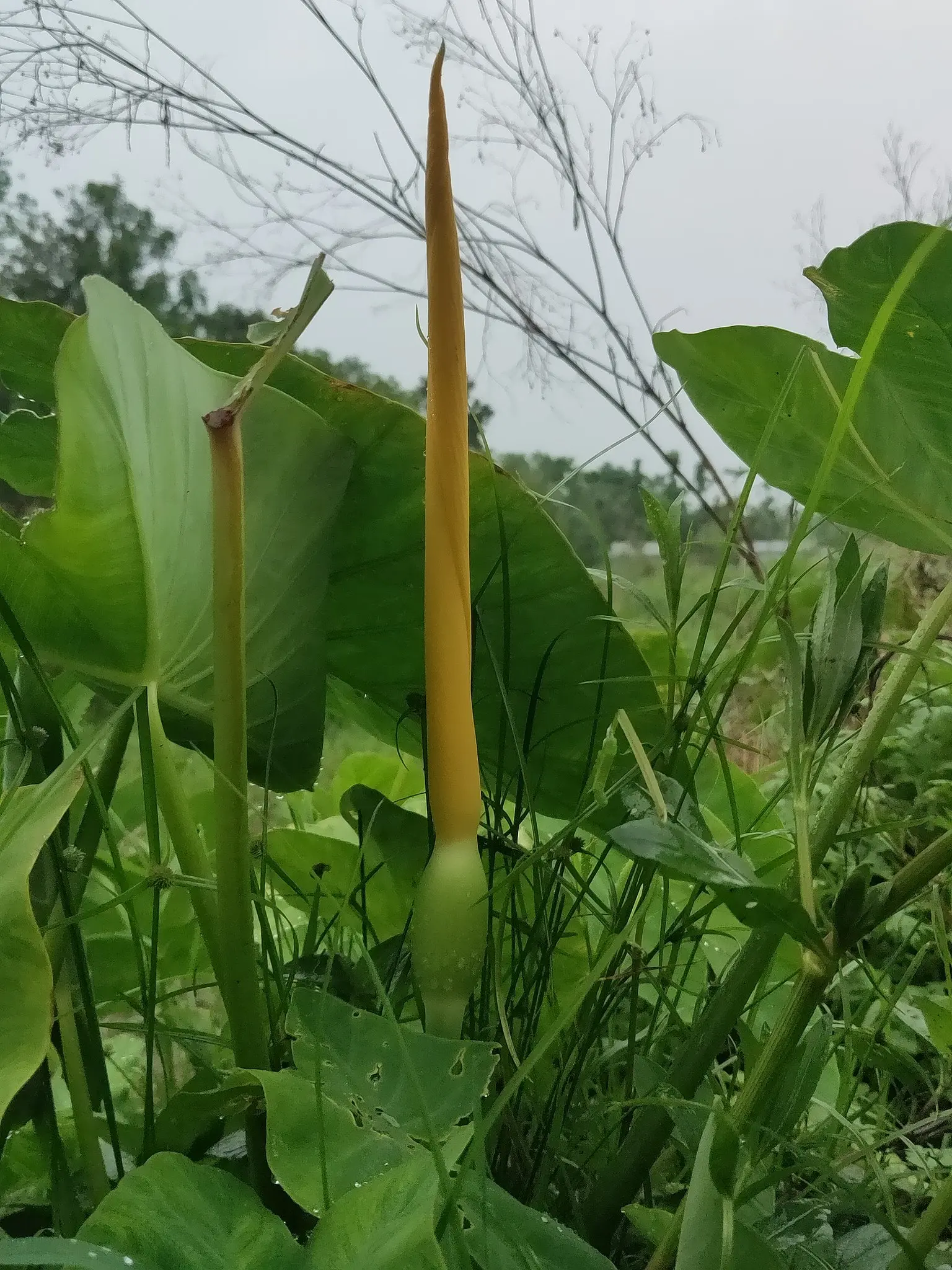 Elephant Ear