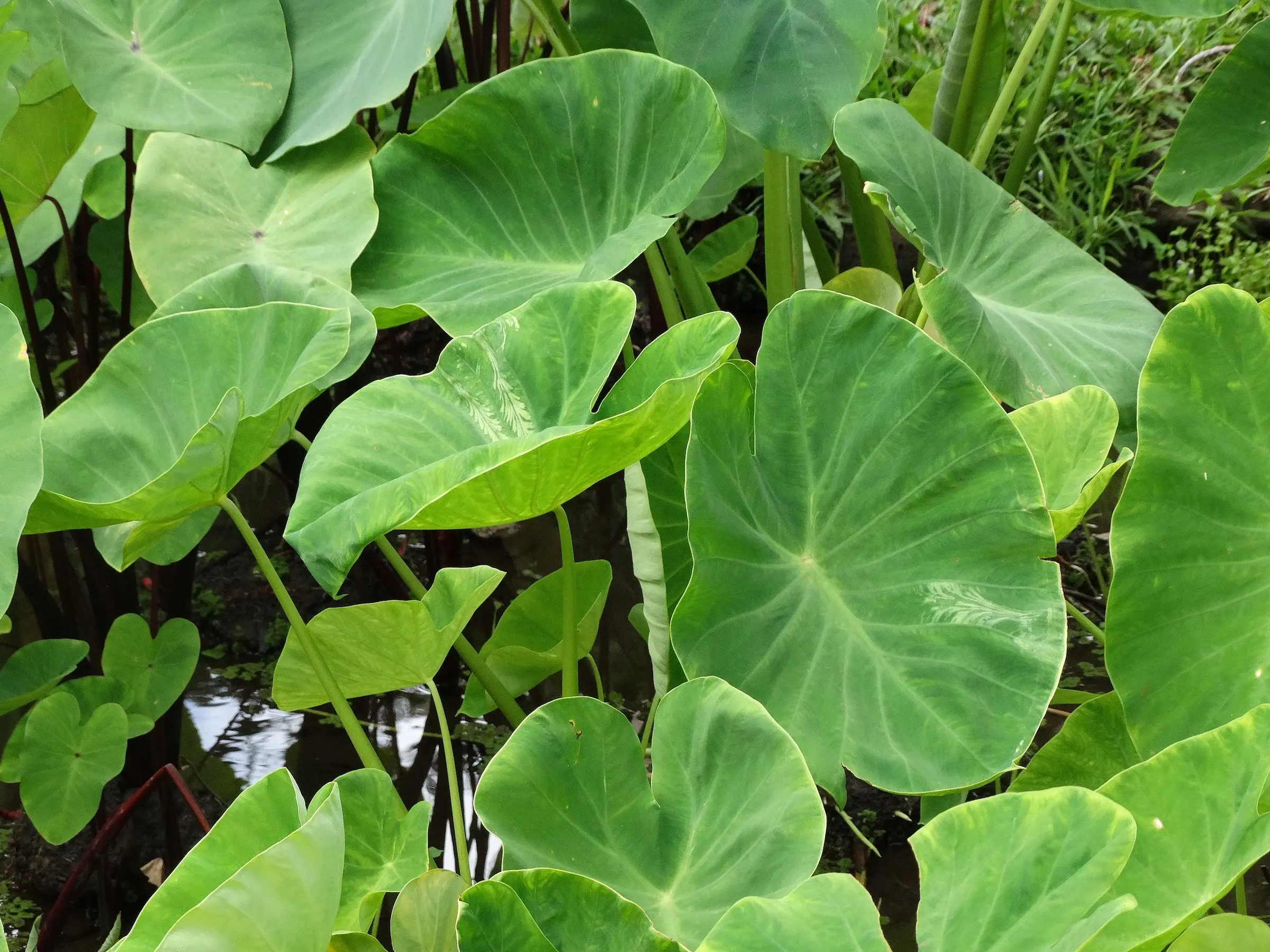 Elephant Ear