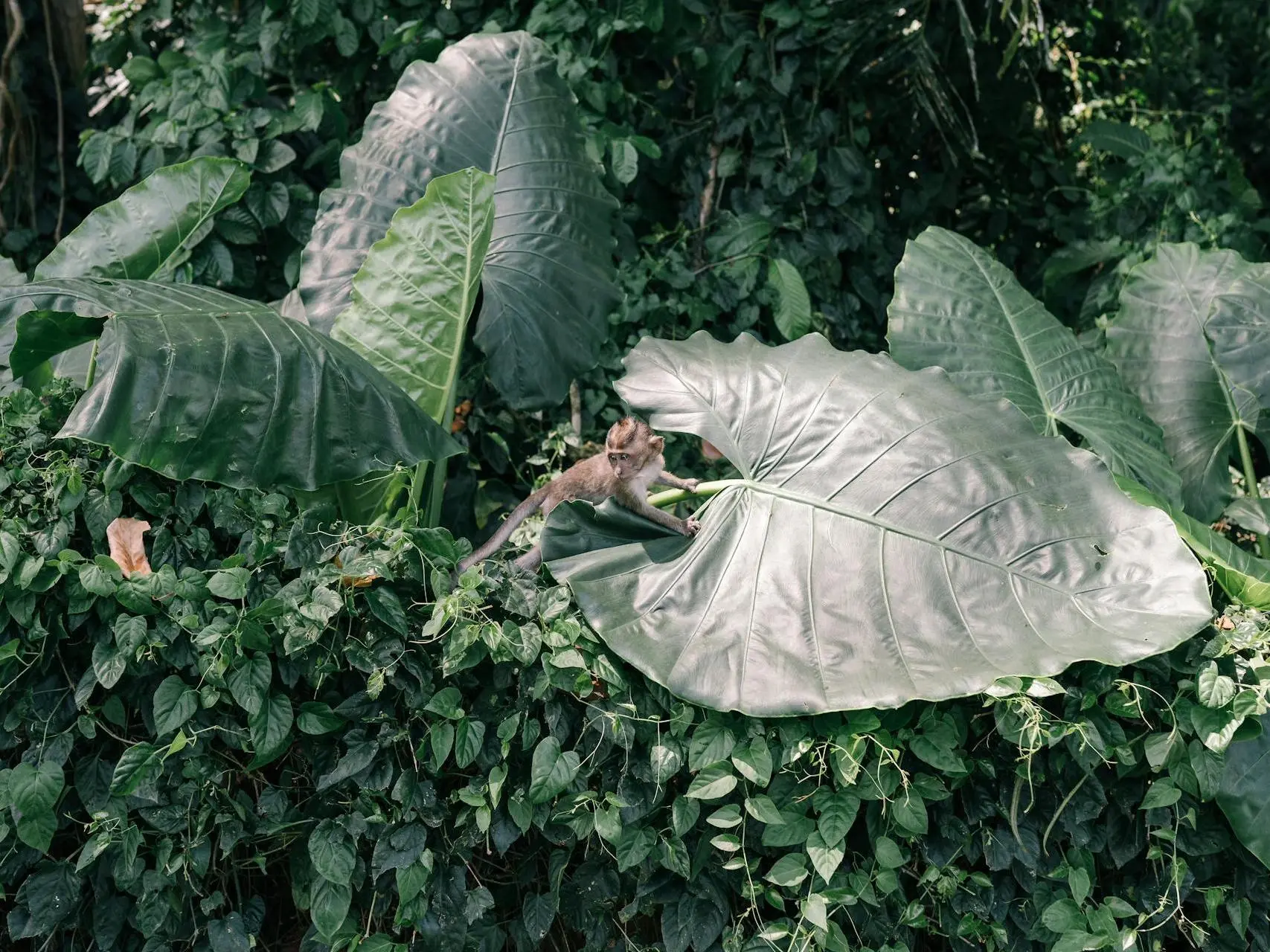 Elephant Ear