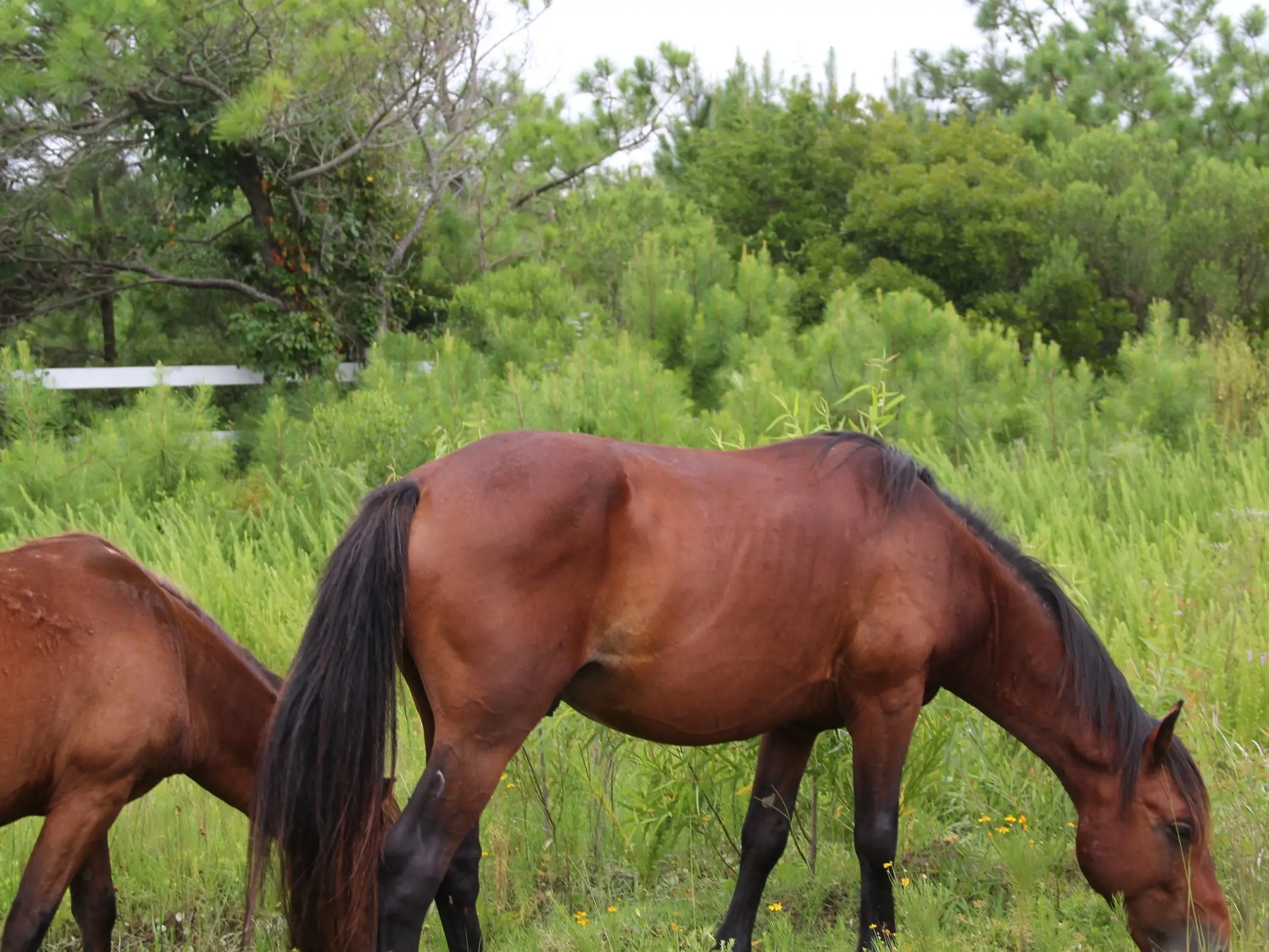 Colonial Spanish Horse