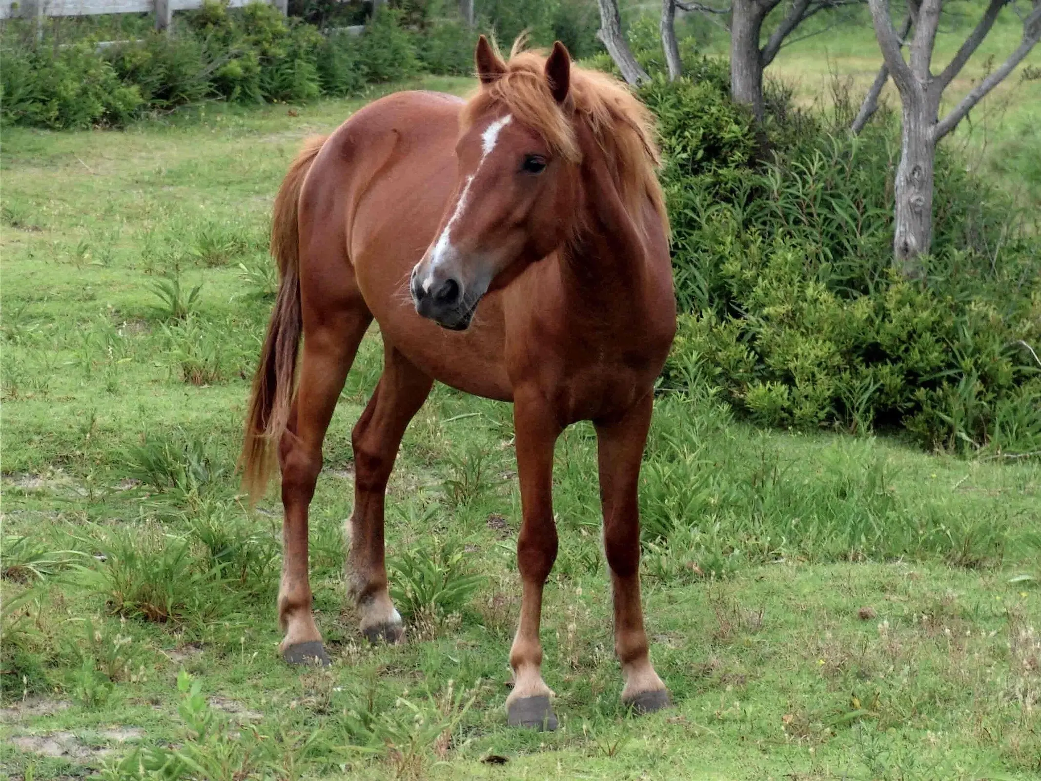 Colonial Spanish Horse