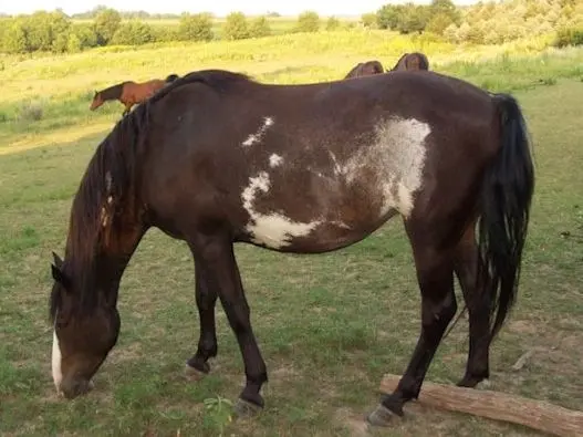 Spanish Colonial Horse