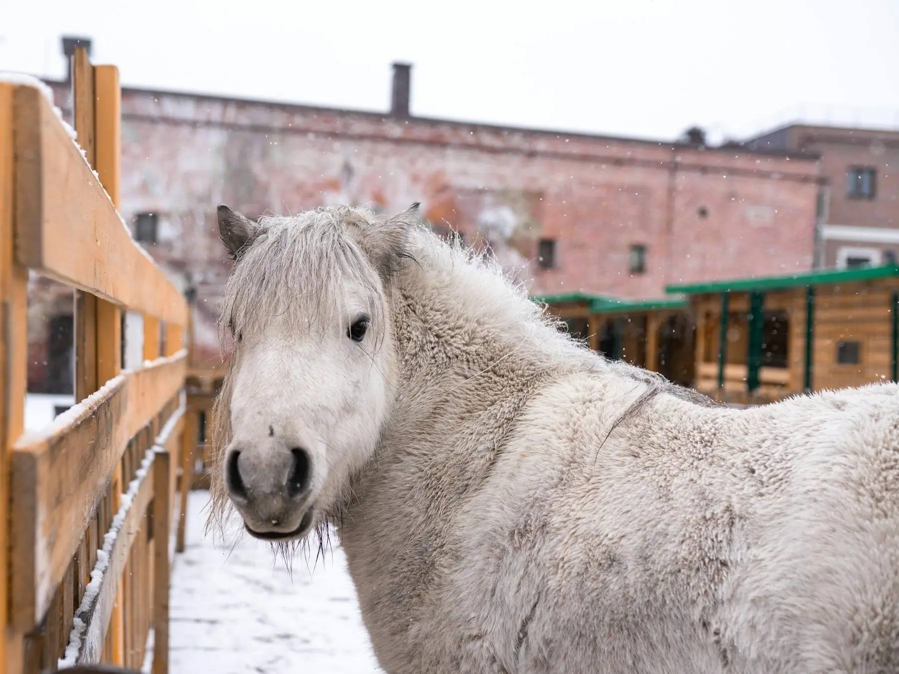 Grey horse in the snow