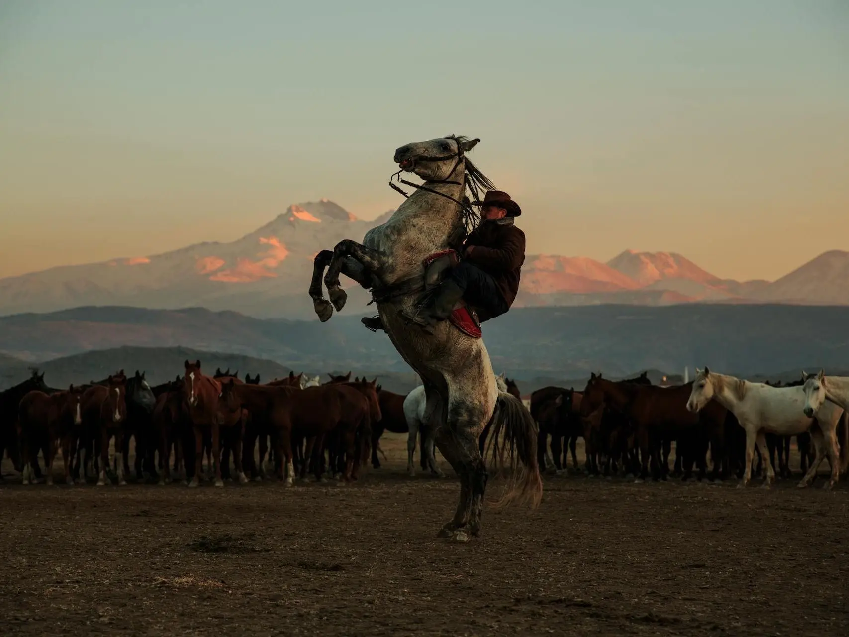 Man riding a rearing horse at sunset