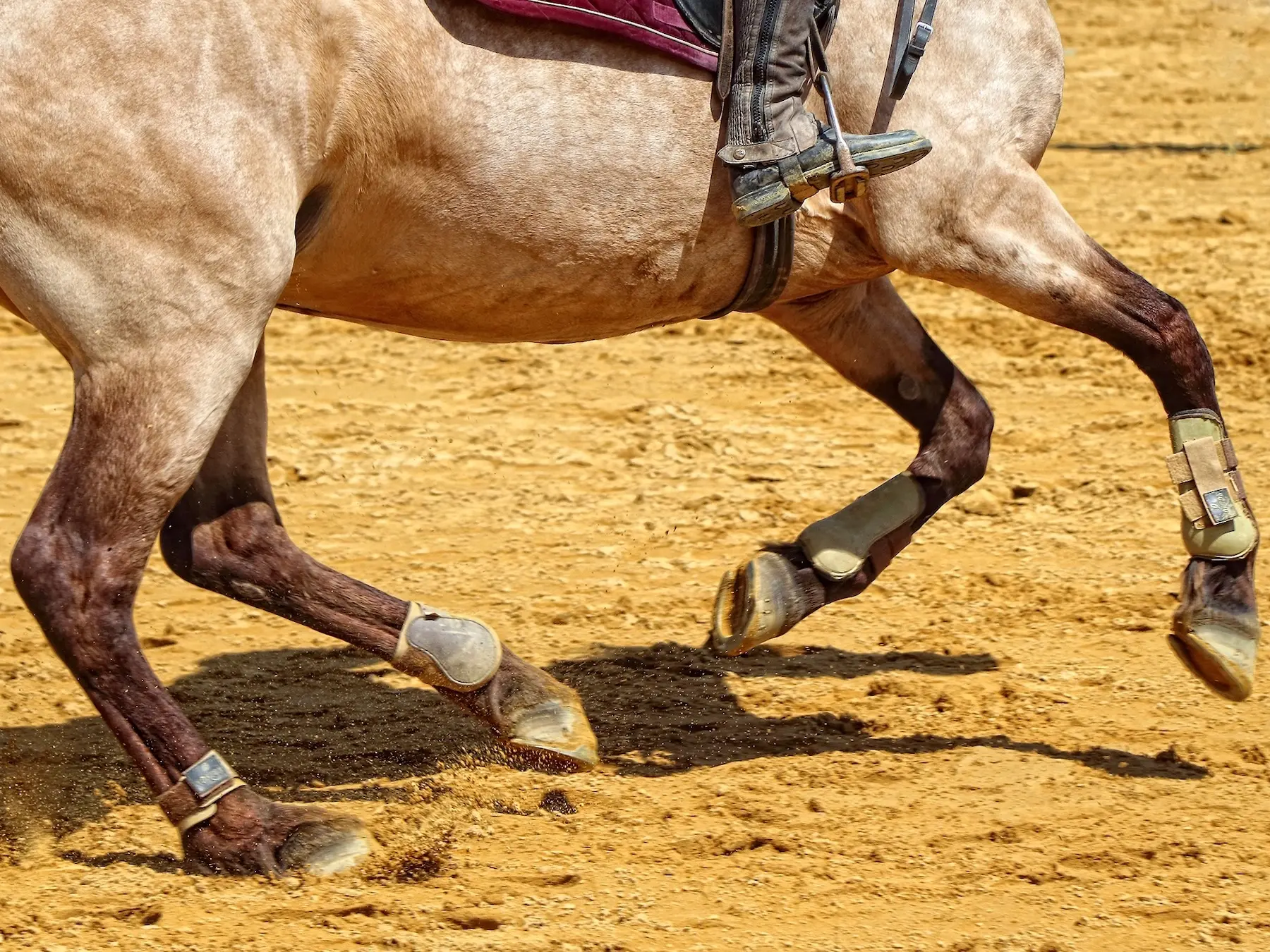 Horse with colored socks