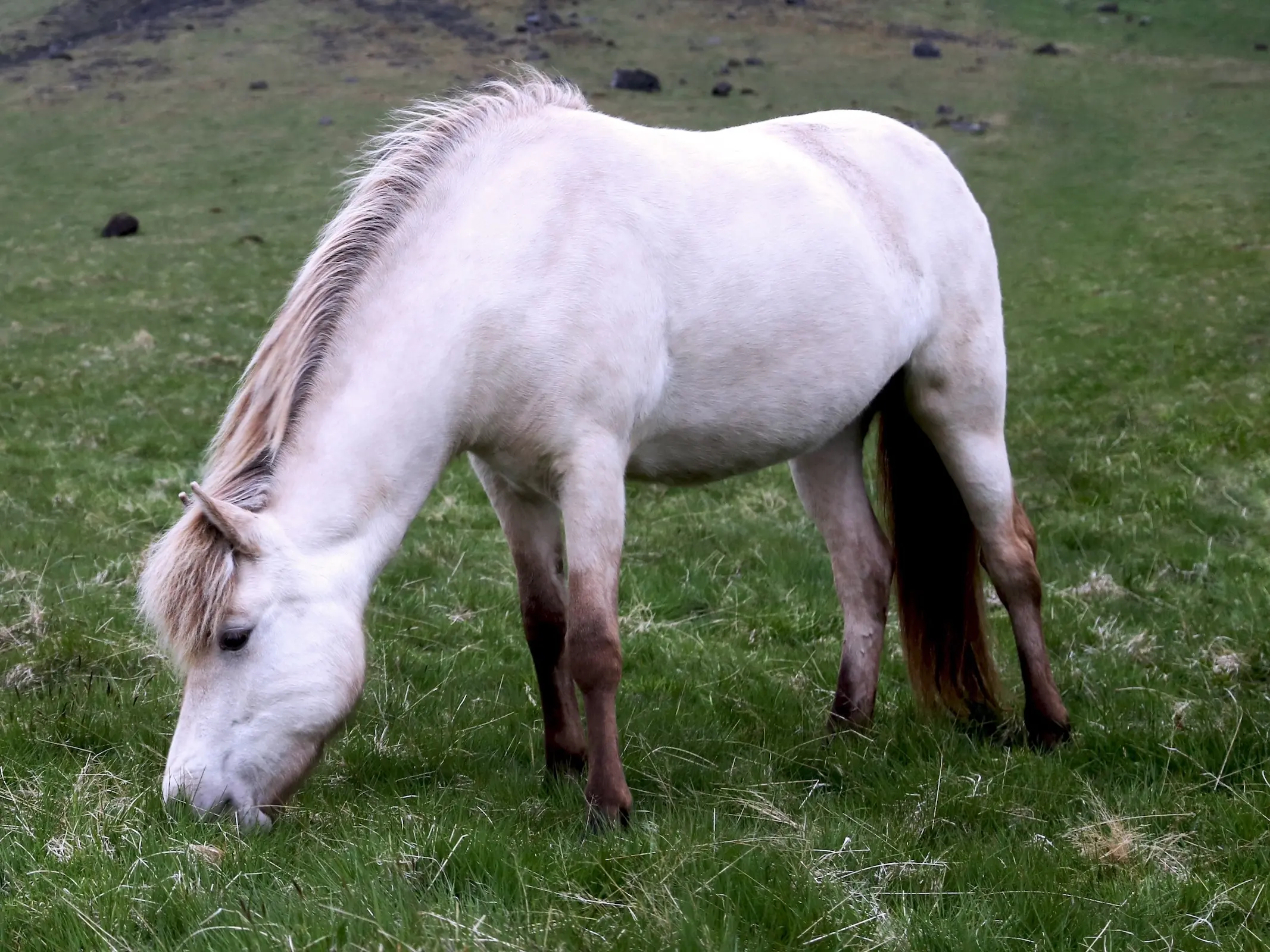 Horse with colored socks