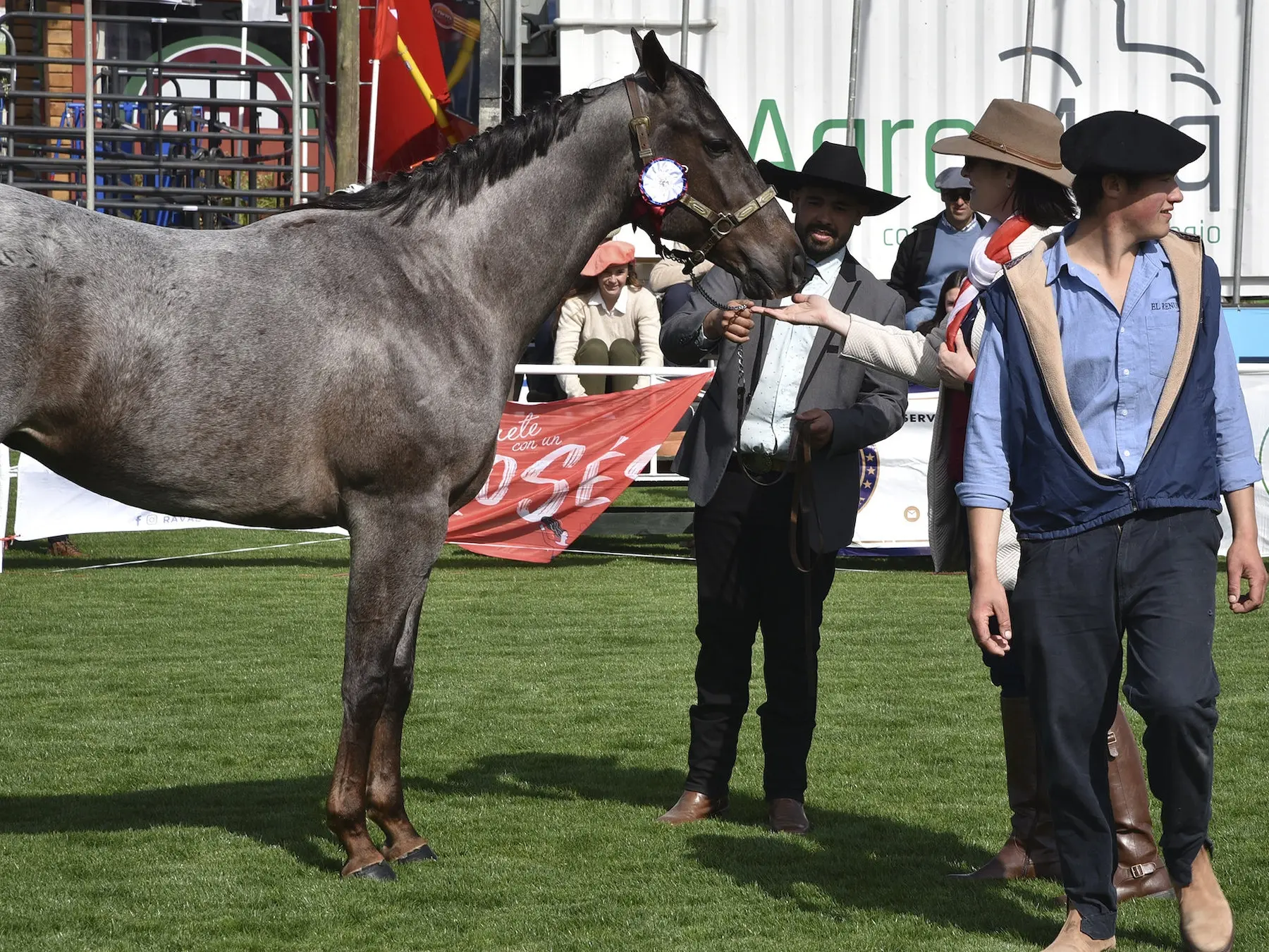 Horse with colored socks